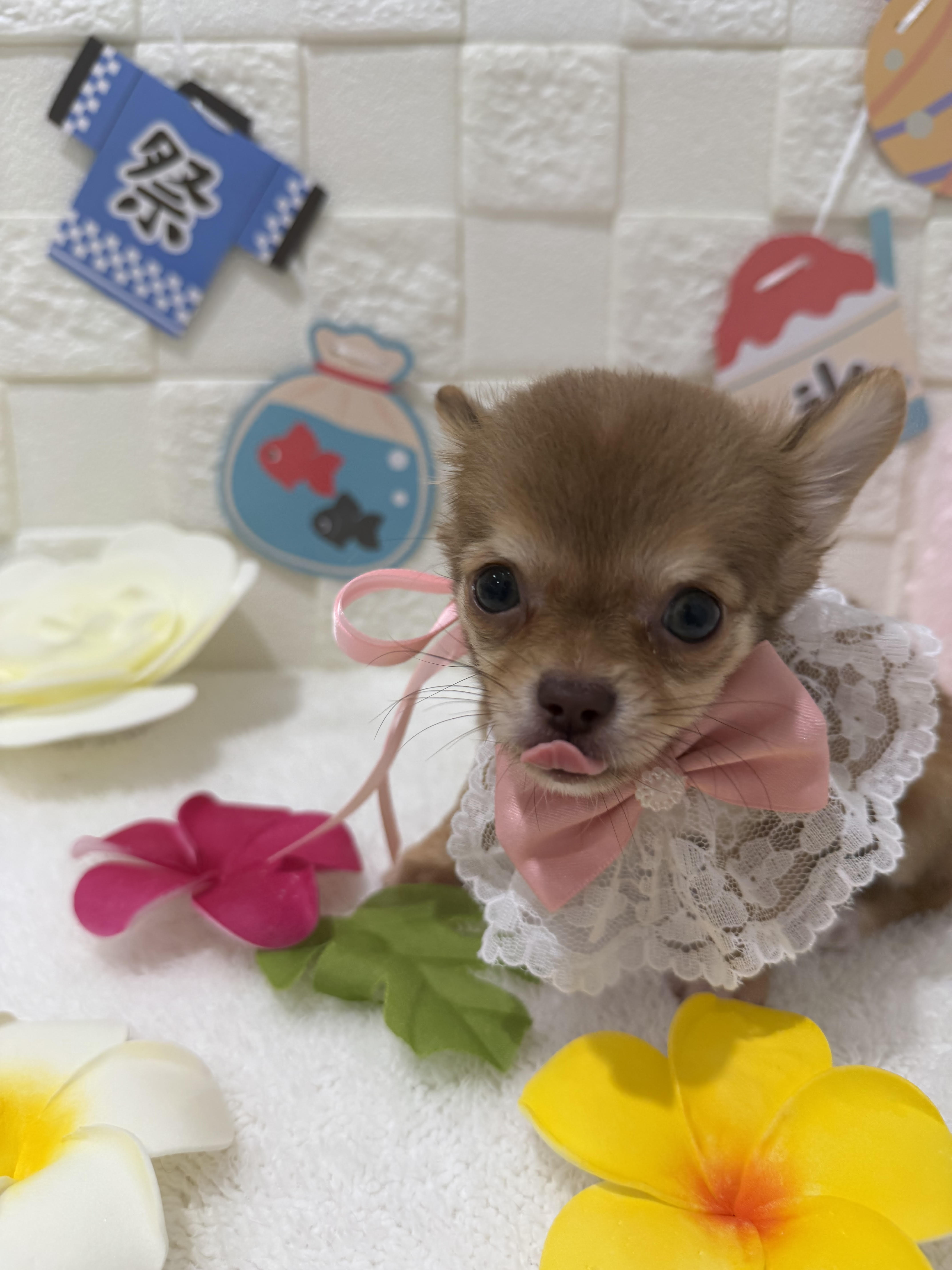 千葉県のチワワ(ロング) (センチュリーペット津田沼店/2026年3月28日生まれ/女の子/チョコレートタンホワイト)の子犬の2枚目の画像