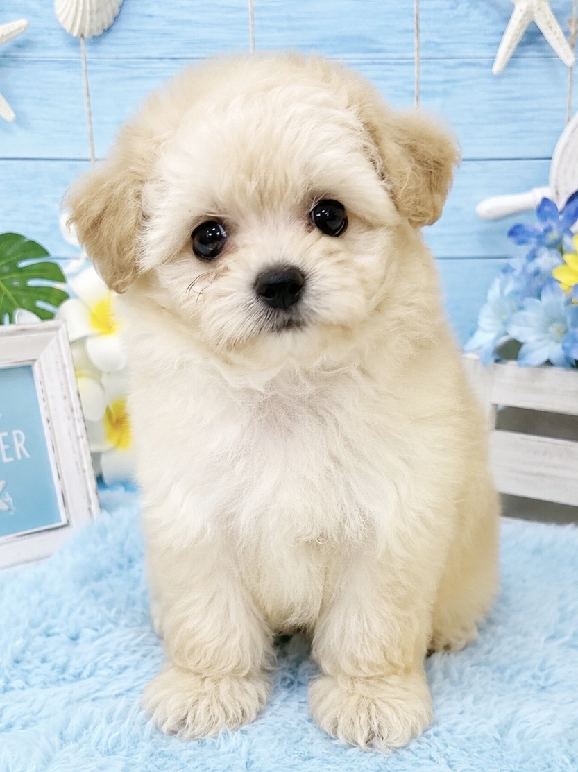 千葉県のポメプー(ポメラニアン×プードル) (センチュリーペット新浦安店/2026年4月11日生まれ/女の子/その他色)の子犬の1枚目の画像