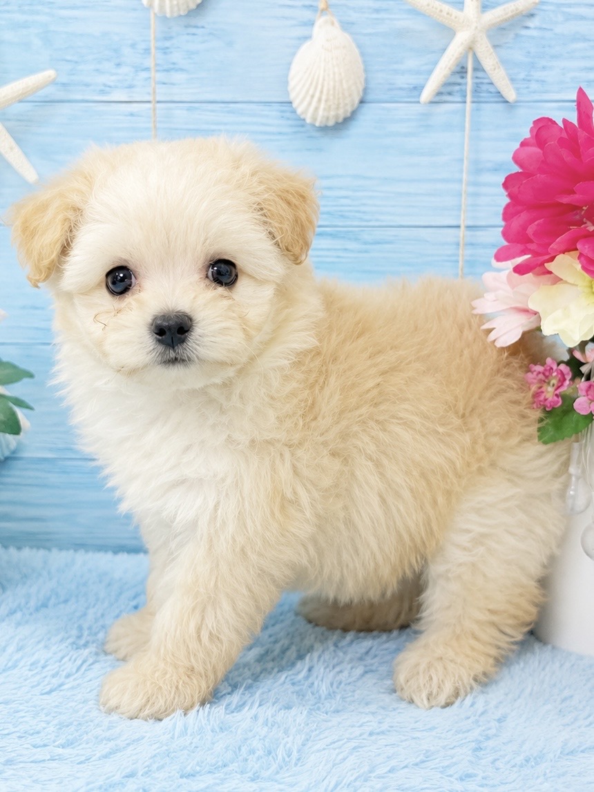千葉県のポメプー(ポメラニアン×プードル) (センチュリーペット新浦安店/2026年4月11日生まれ/女の子/その他色)の子犬の2枚目の画像