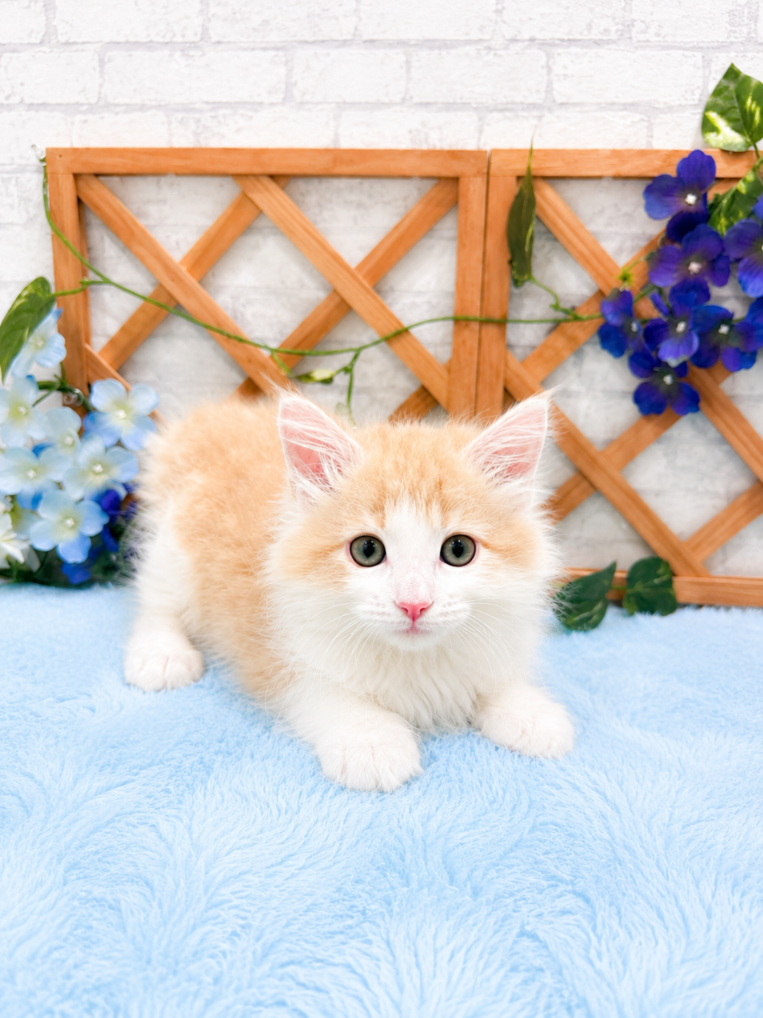 千葉県のノルウェージャンフォレストキャット (センチュリーペット新浦安店/2026年4月18日生まれ/男の子/クリームタビーホワイト)の子猫の2枚目の画像