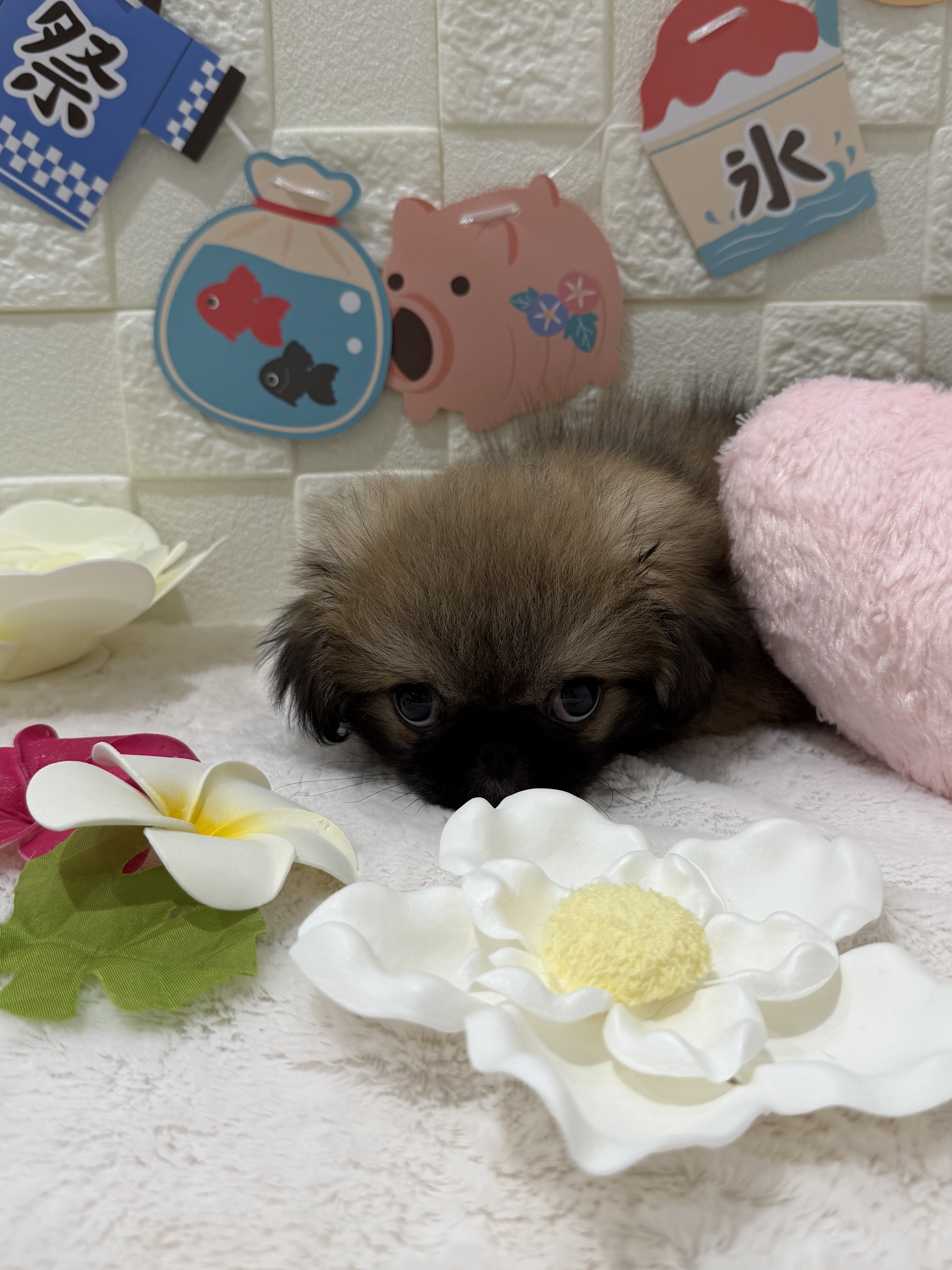 千葉県のペキニーズ (センチュリーペット津田沼店/2026年4月3日生まれ/男の子/フォーン)の子犬の2枚目の画像