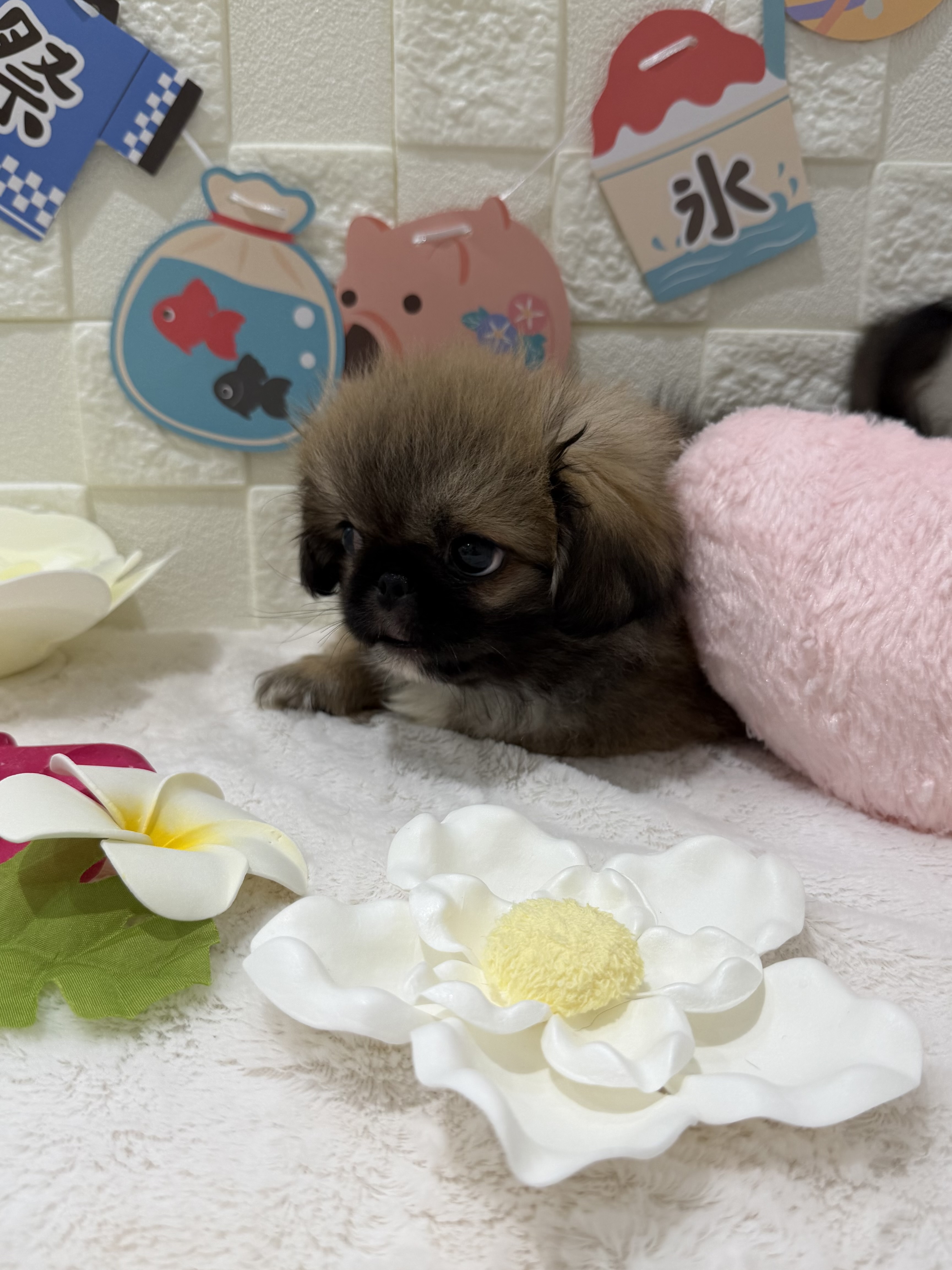 千葉県のペキニーズ (センチュリーペット津田沼店/2026年4月3日生まれ/男の子/フォーン)の子犬の3枚目の画像