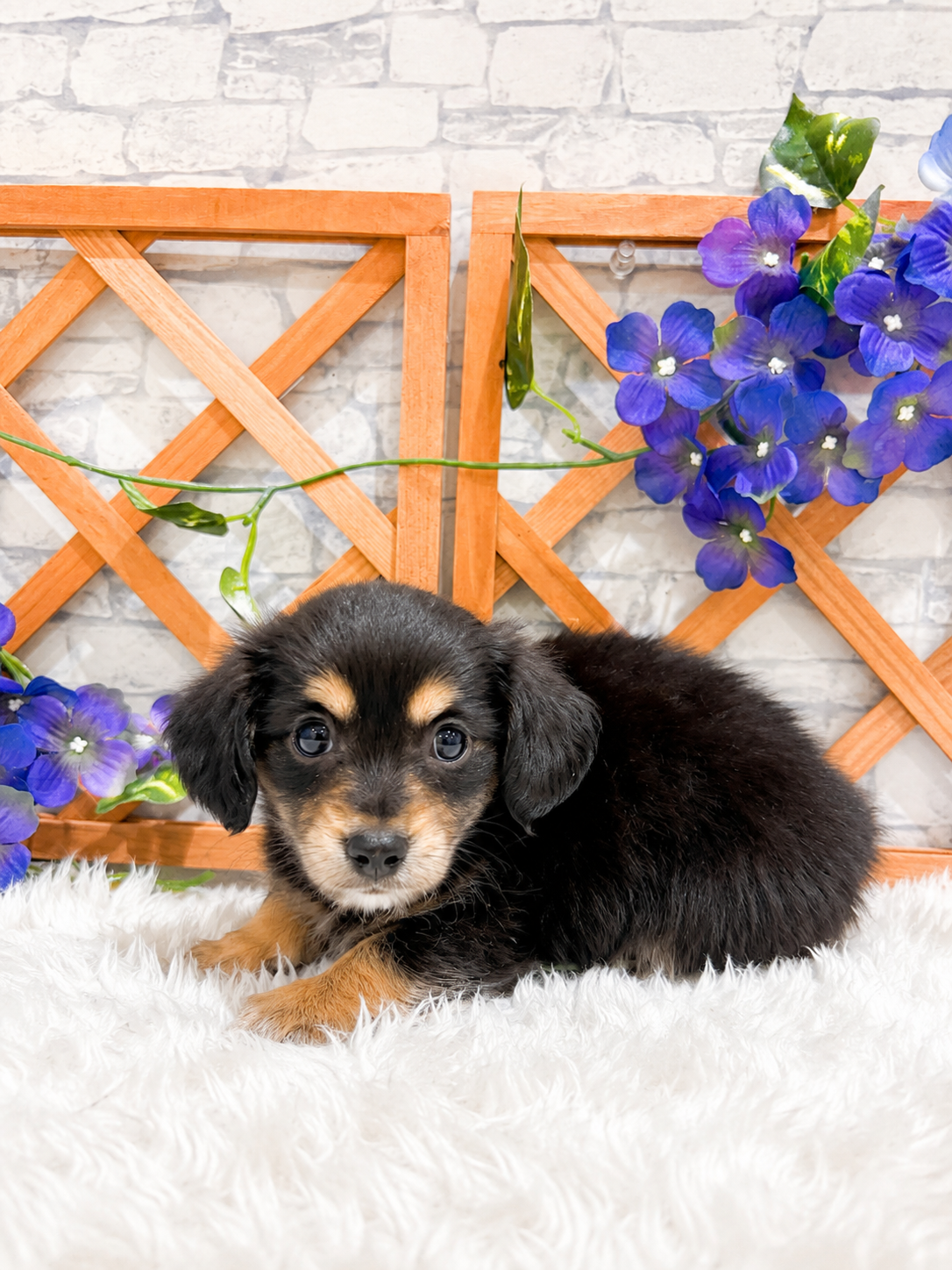 千葉県のハーフ犬・ミックス犬 (センチュリーペット新浦安店/2026年4月16日生まれ/男の子/その他色)の子犬の2枚目の画像