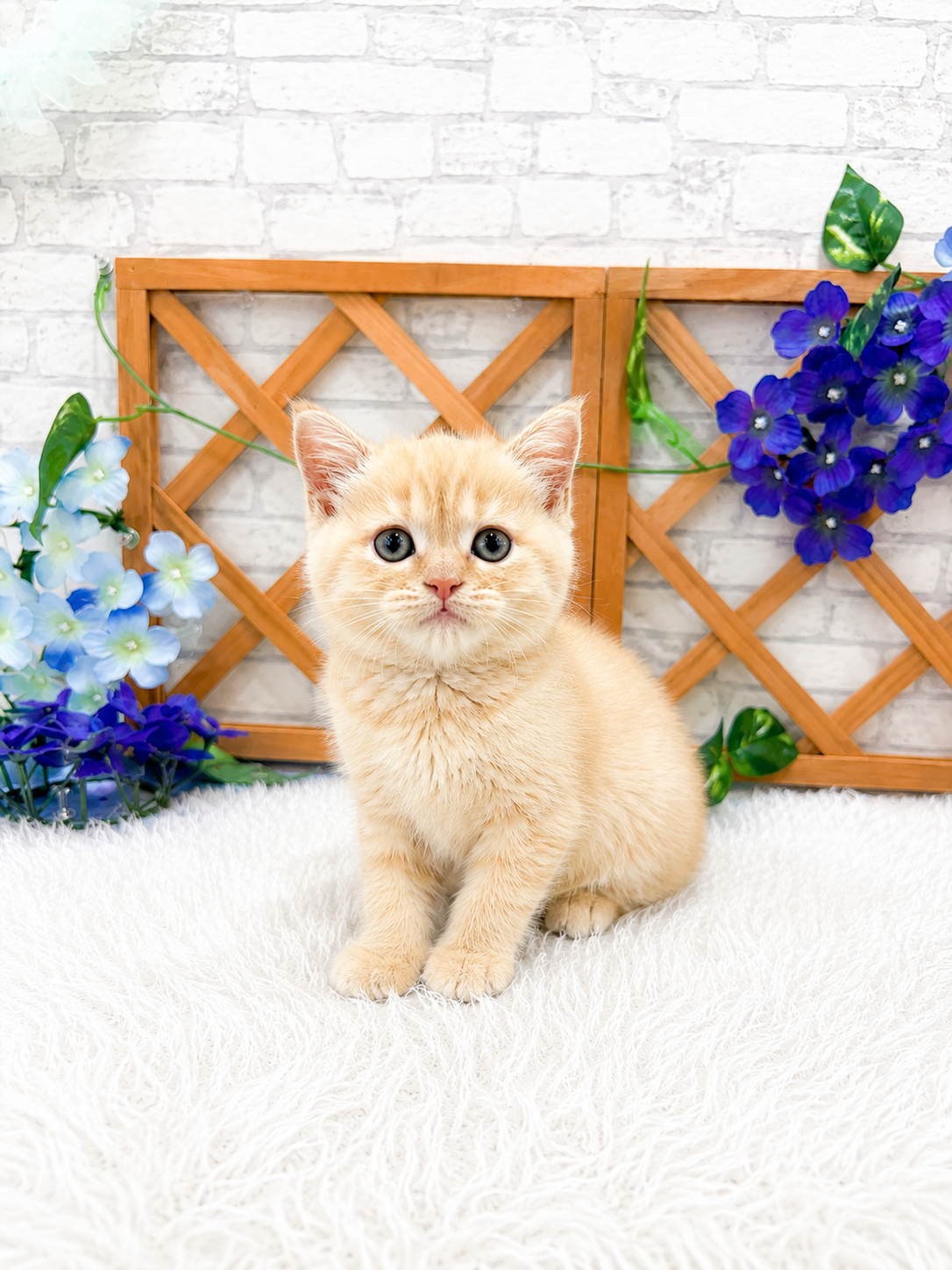 千葉県のマンチカン (センチュリーペット新浦安店/2026年4月18日生まれ/女の子/レッドタビー)の子猫の2枚目の画像