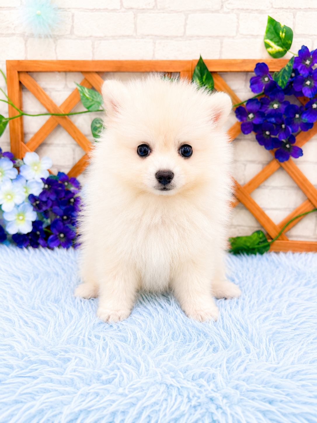 千葉県のポメラニアン (センチュリーペット新浦安店/2026年4月18日生まれ/男の子/クリーム)の子犬の2枚目の画像