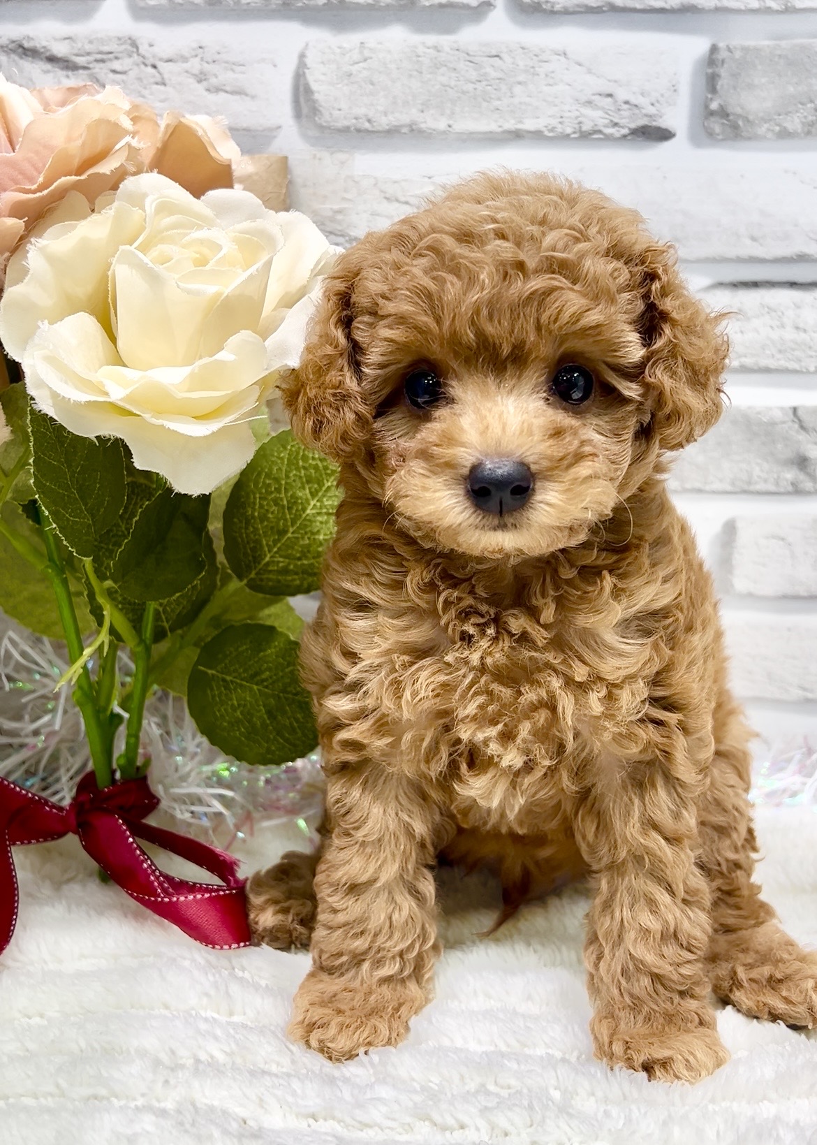 東京都のトイプードル(トイ) (センチュリーペット瑞江店/2026年4月16日生まれ/男の子/レッド)の子犬の1枚目の画像