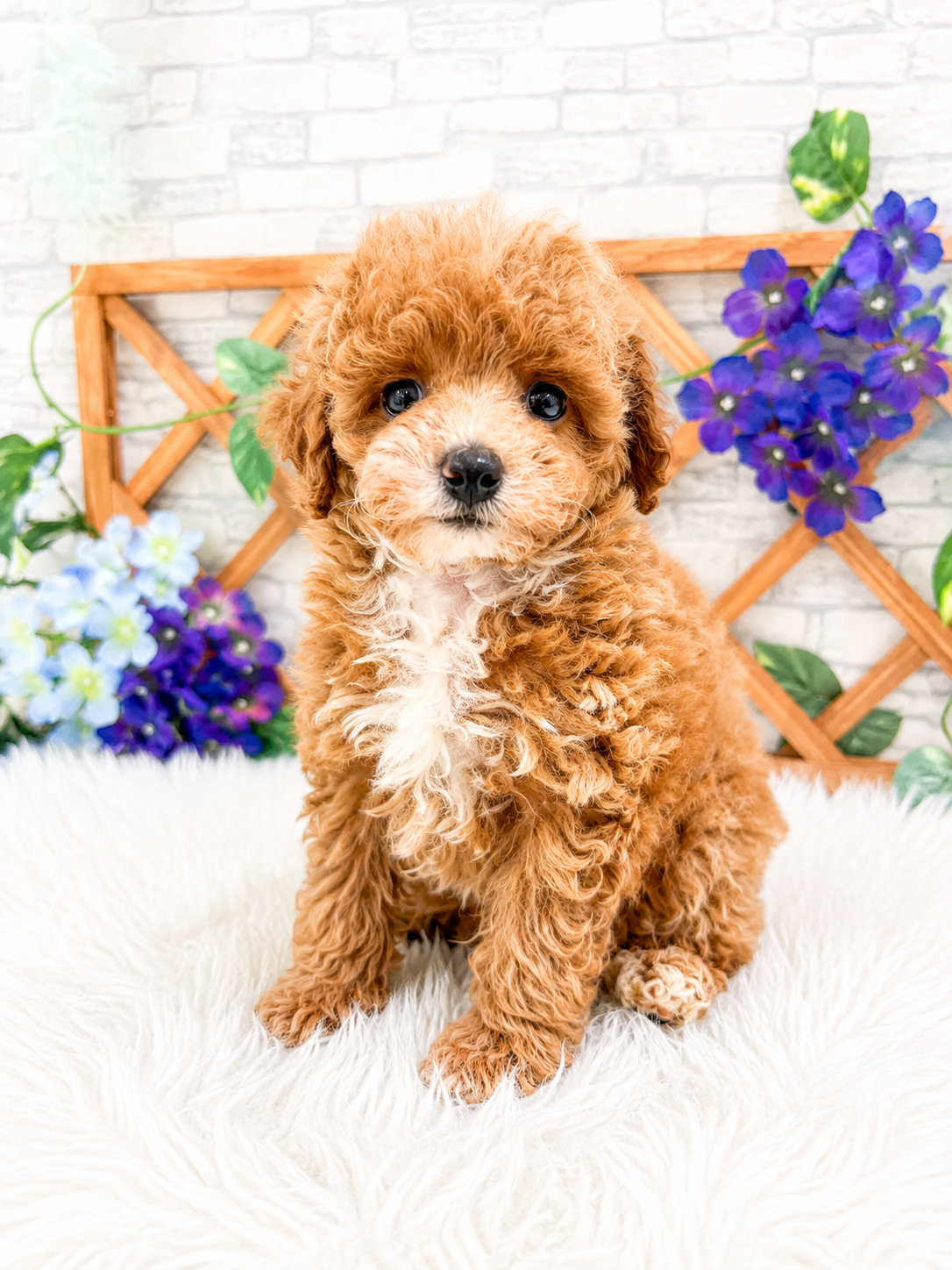 千葉県のトイプードル(トイ) (センチュリーペット新浦安店/2026年4月18日生まれ/男の子/アプリコット)の子犬の2枚目の画像