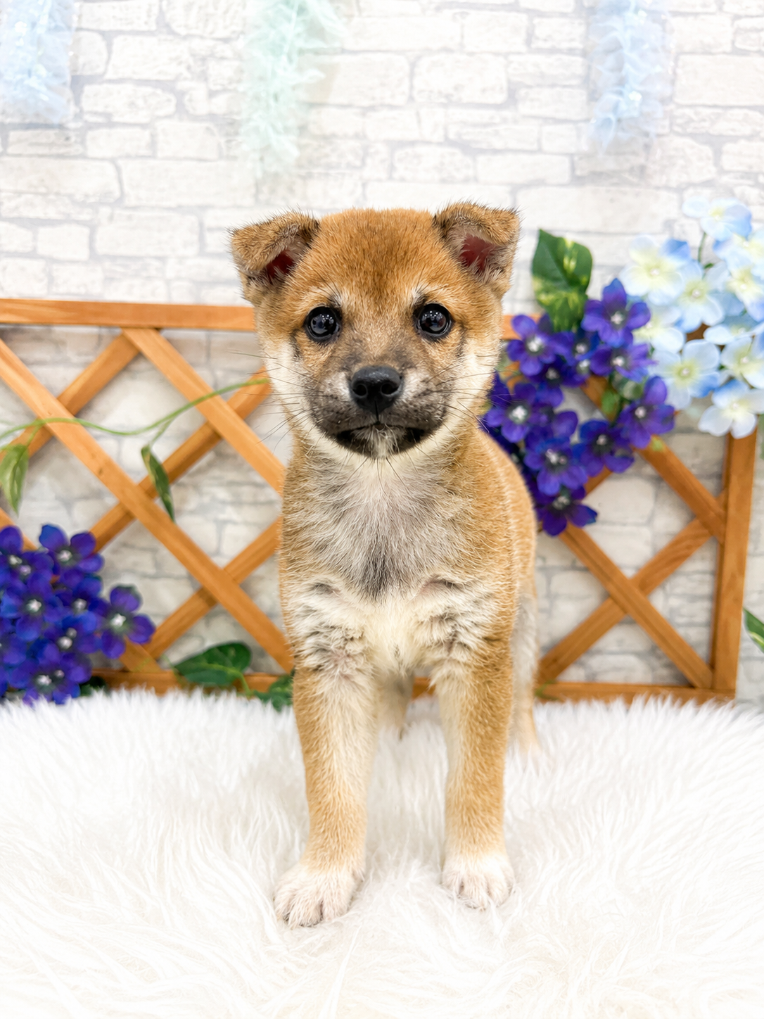 千葉県の豆柴 (センチュリーペット新浦安店/2026年4月17日生まれ/男の子/赤)の子犬の1枚目の画像