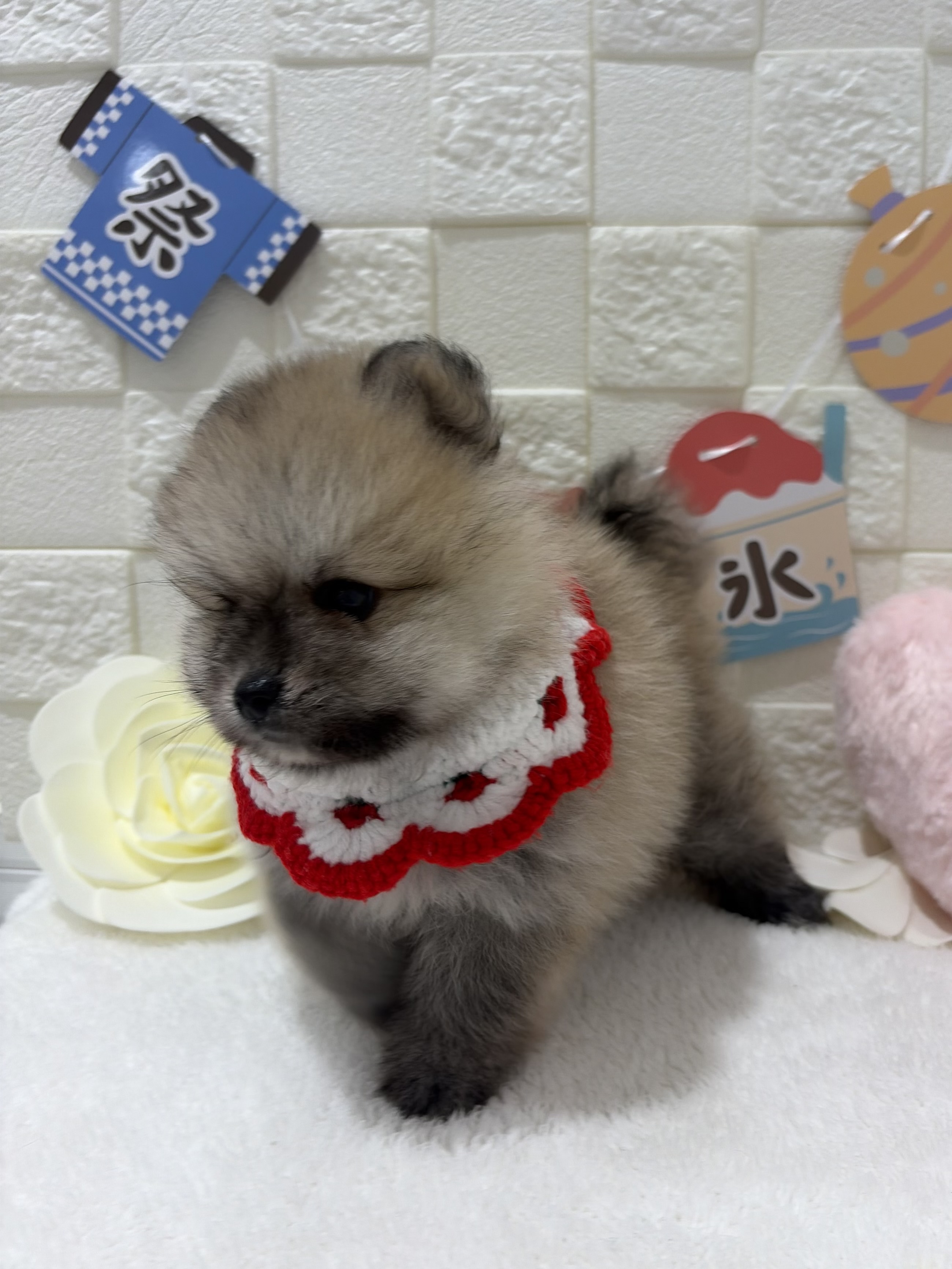 千葉県のポメラニアン (センチュリーペット津田沼店/2026年4月25日生まれ/男の子/オレンジ)の子犬の3枚目の画像