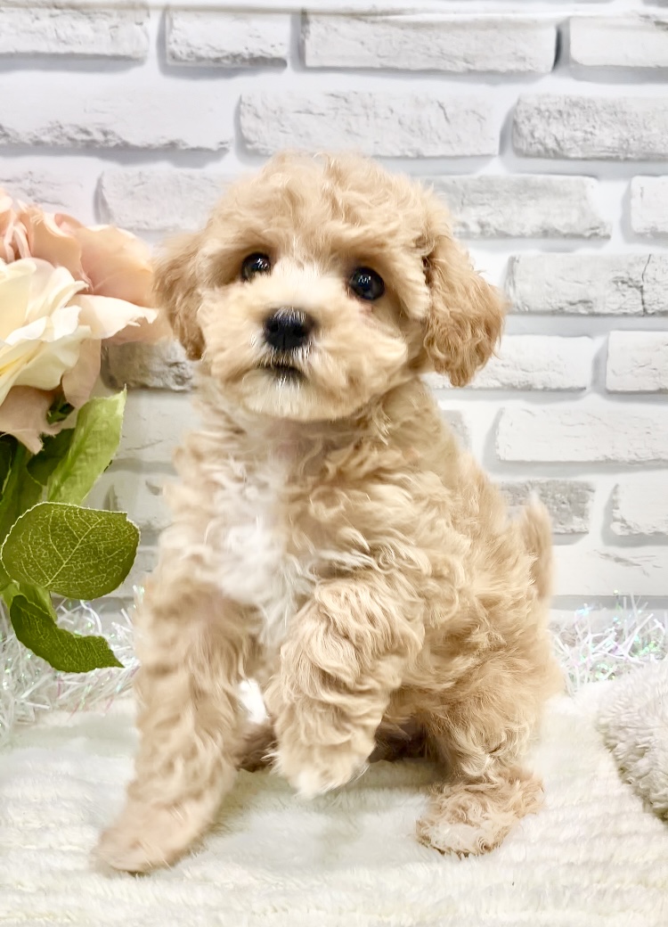 東京都のハーフ犬・ミックス犬 (センチュリーペット瑞江店/2026年4月24日生まれ/女の子/その他色)の子犬の1枚目の画像