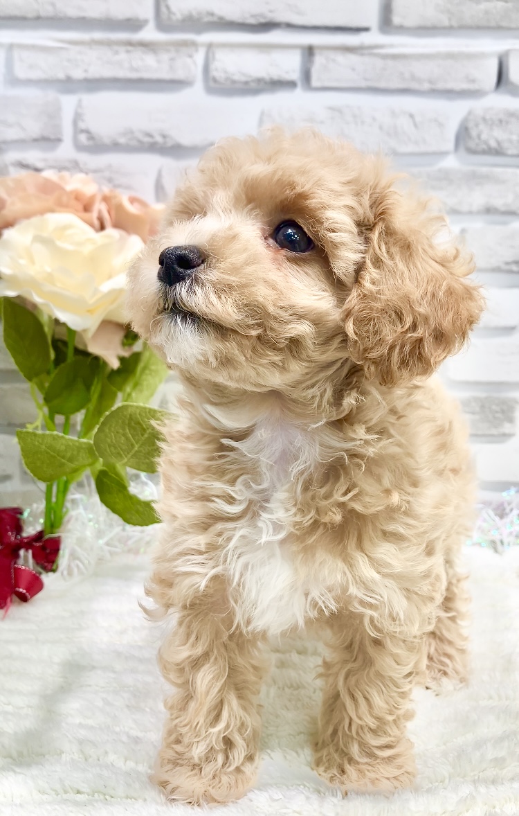 東京都のハーフ犬・ミックス犬 (センチュリーペット瑞江店/2026年4月24日生まれ/女の子/その他色)の子犬の2枚目の画像