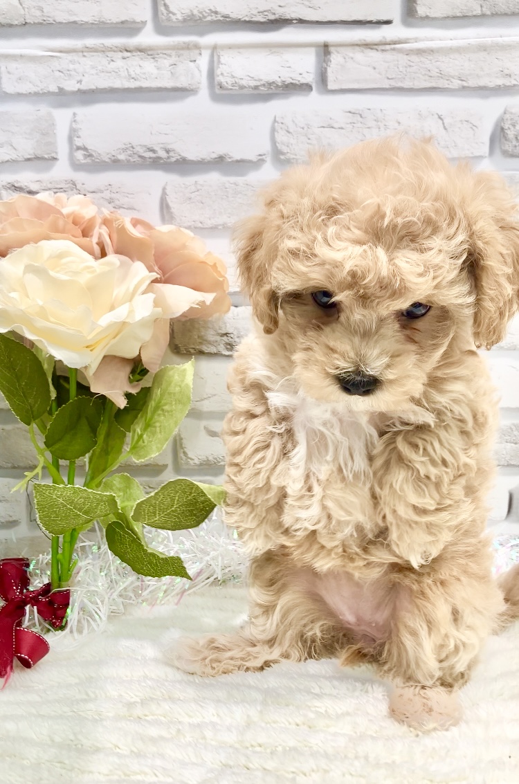 東京都のハーフ犬・ミックス犬 (センチュリーペット瑞江店/2026年4月24日生まれ/女の子/その他色)の子犬の3枚目の画像