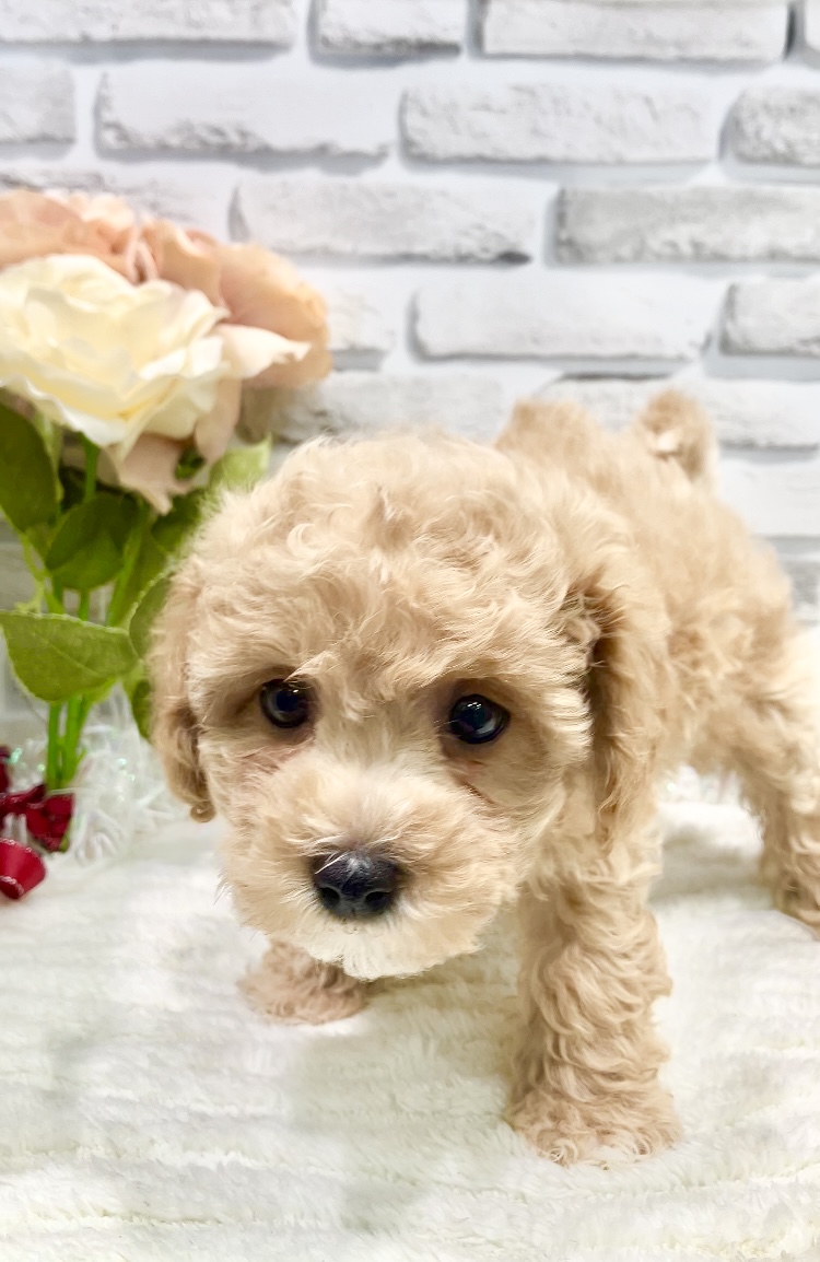 東京都のハーフ犬・ミックス犬 (センチュリーペット瑞江店/2026年4月24日生まれ/女の子/その他色)の子犬の4枚目の画像