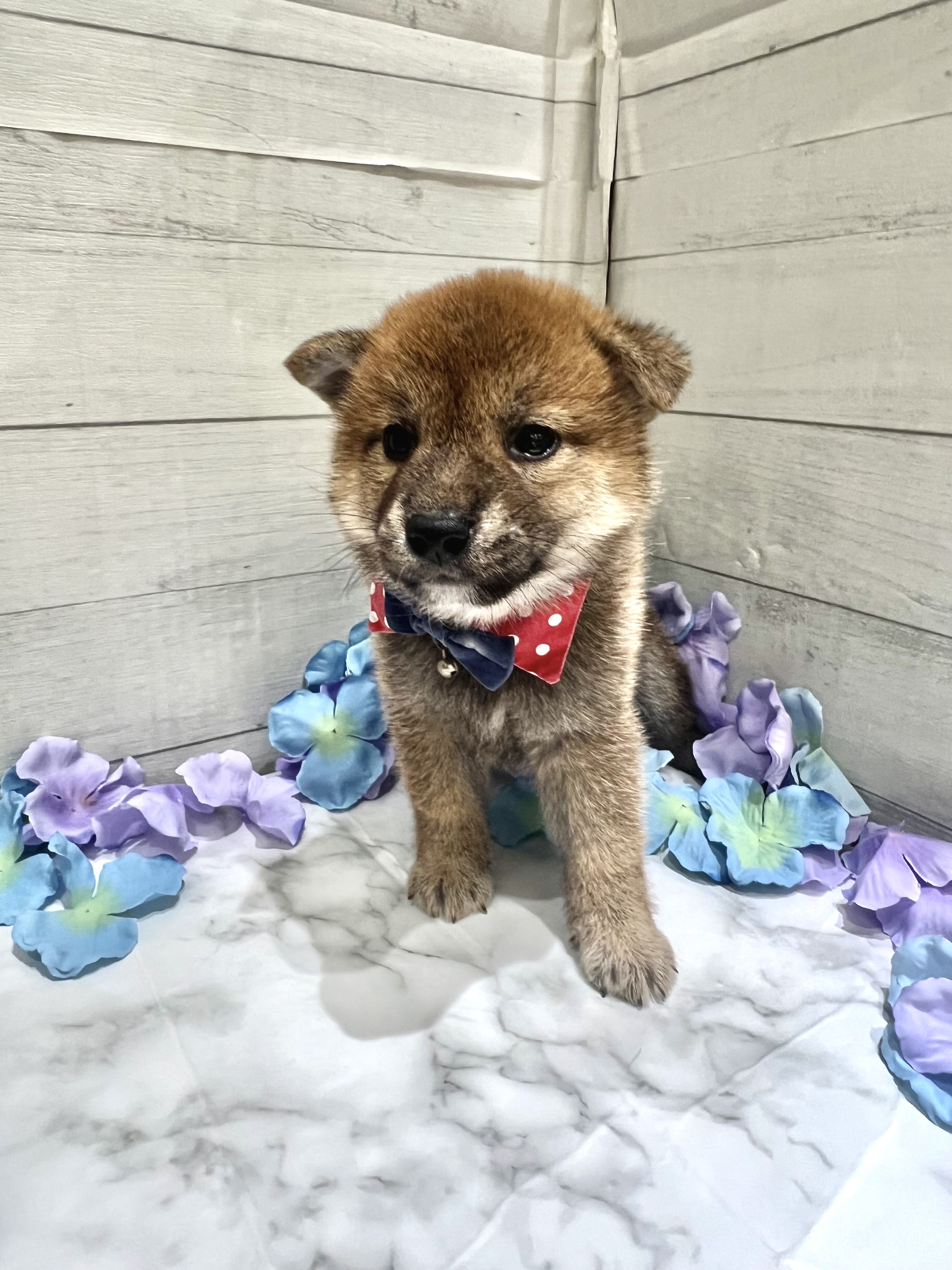 埼玉県の豆柴 (センチュリーペット武蔵狭山店/2026年4月25日生まれ/男の子/赤)の子犬の1枚目の画像