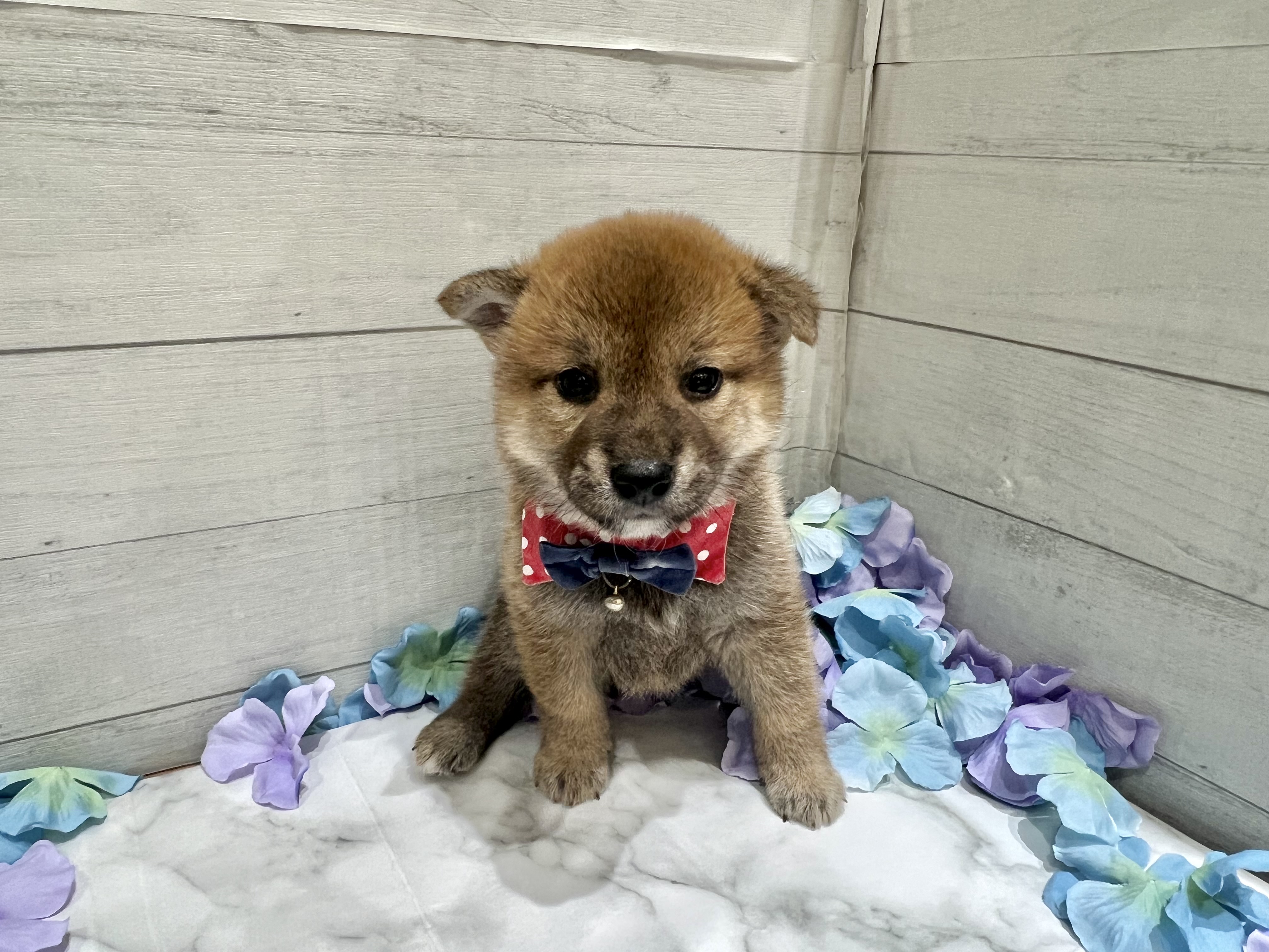 埼玉県の豆柴 (センチュリーペット武蔵狭山店/2026年4月25日生まれ/男の子/赤)の子犬の2枚目の画像