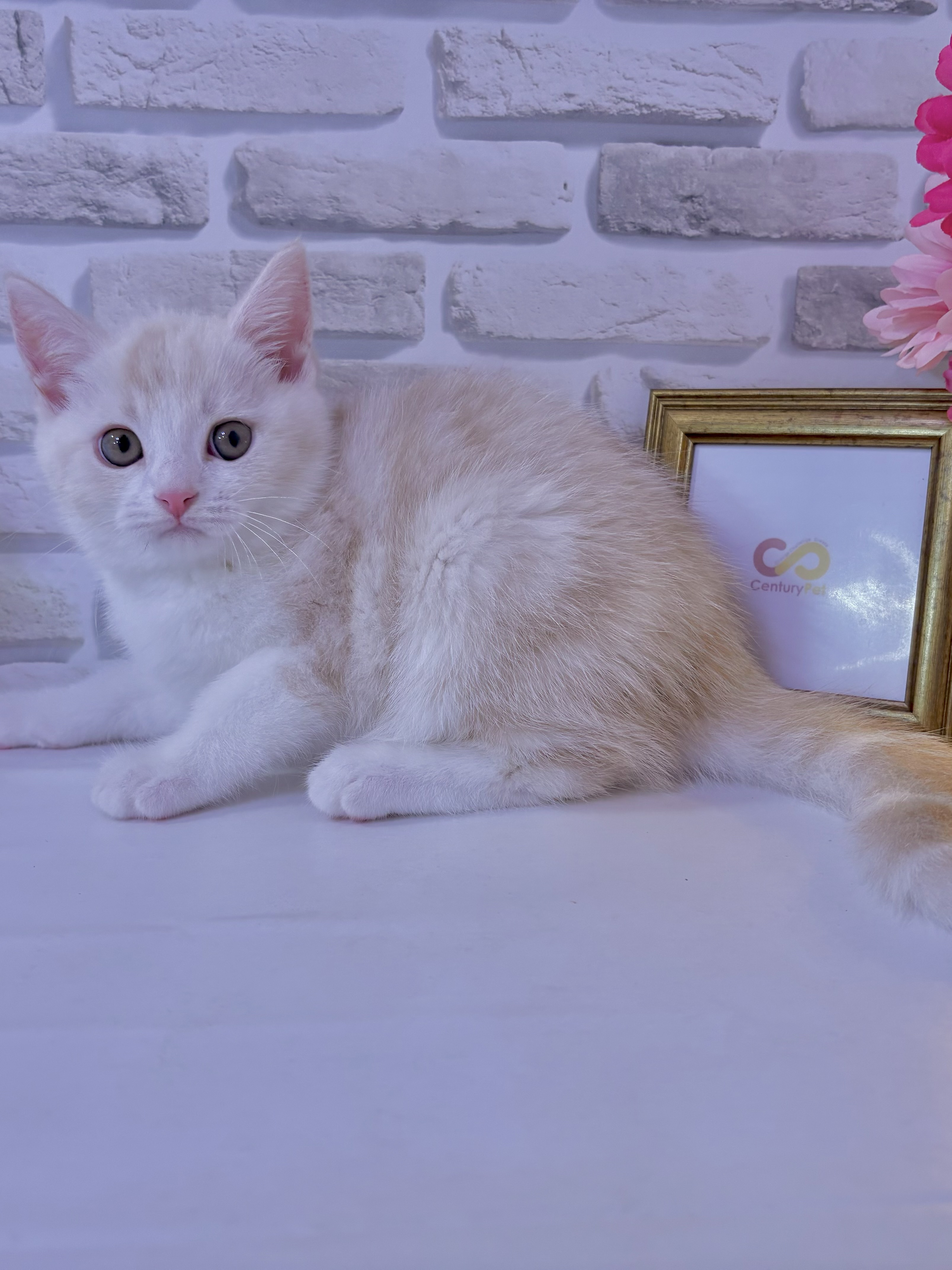 東京都のマンチカン (センチュリーペットイオン葛西店/2026年4月18日生まれ/男の子/クリームタビーホワイト)の子猫の3枚目の画像