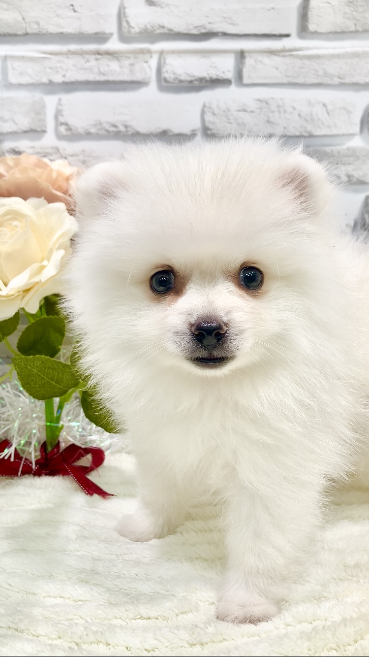 東京都のポメラニアン (センチュリーペット瑞江店/2026年4月25日生まれ/男の子/クリーム)の子犬の1枚目の画像