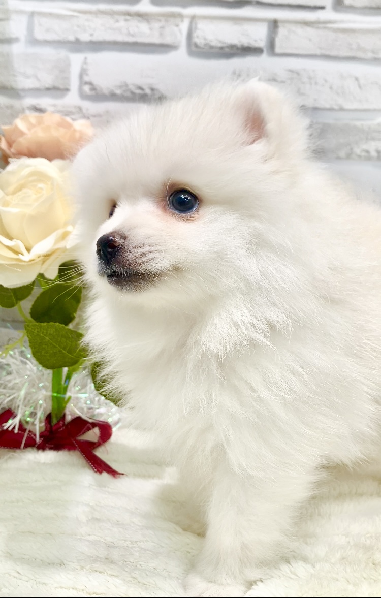 東京都のポメラニアン (センチュリーペット瑞江店/2026年4月25日生まれ/男の子/クリーム)の子犬の2枚目の画像