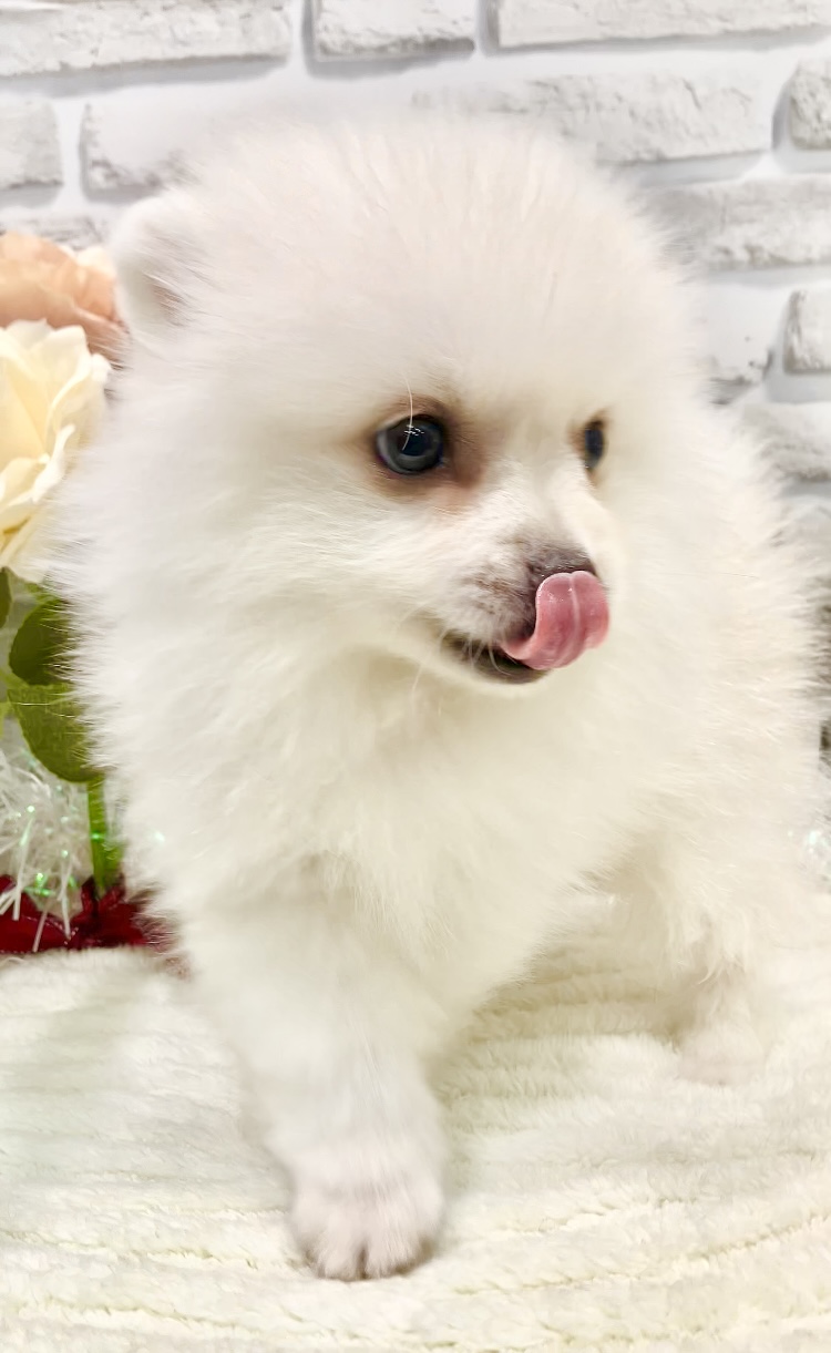 東京都のポメラニアン (センチュリーペット瑞江店/2026年4月25日生まれ/男の子/クリーム)の子犬の3枚目の画像