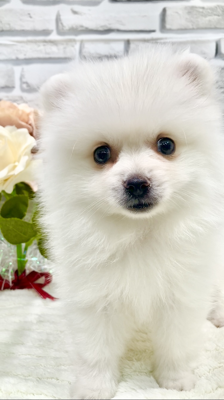東京都のポメラニアン (センチュリーペット瑞江店/2026年4月25日生まれ/男の子/クリーム)の子犬の4枚目の画像