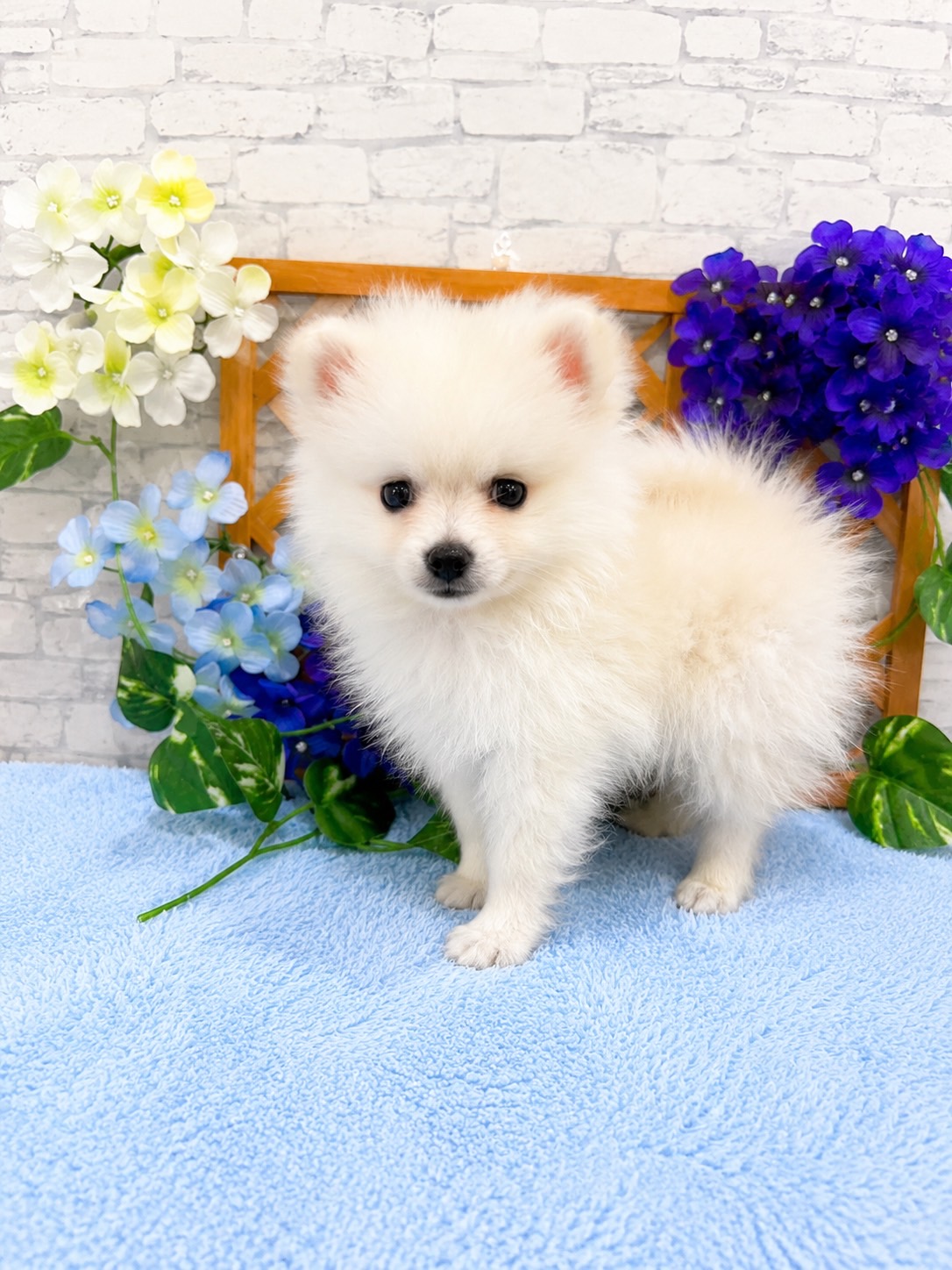 千葉県のポメラニアン (センチュリーペット新浦安店/2026年4月25日生まれ/男の子/クリーム)の子犬の2枚目の画像