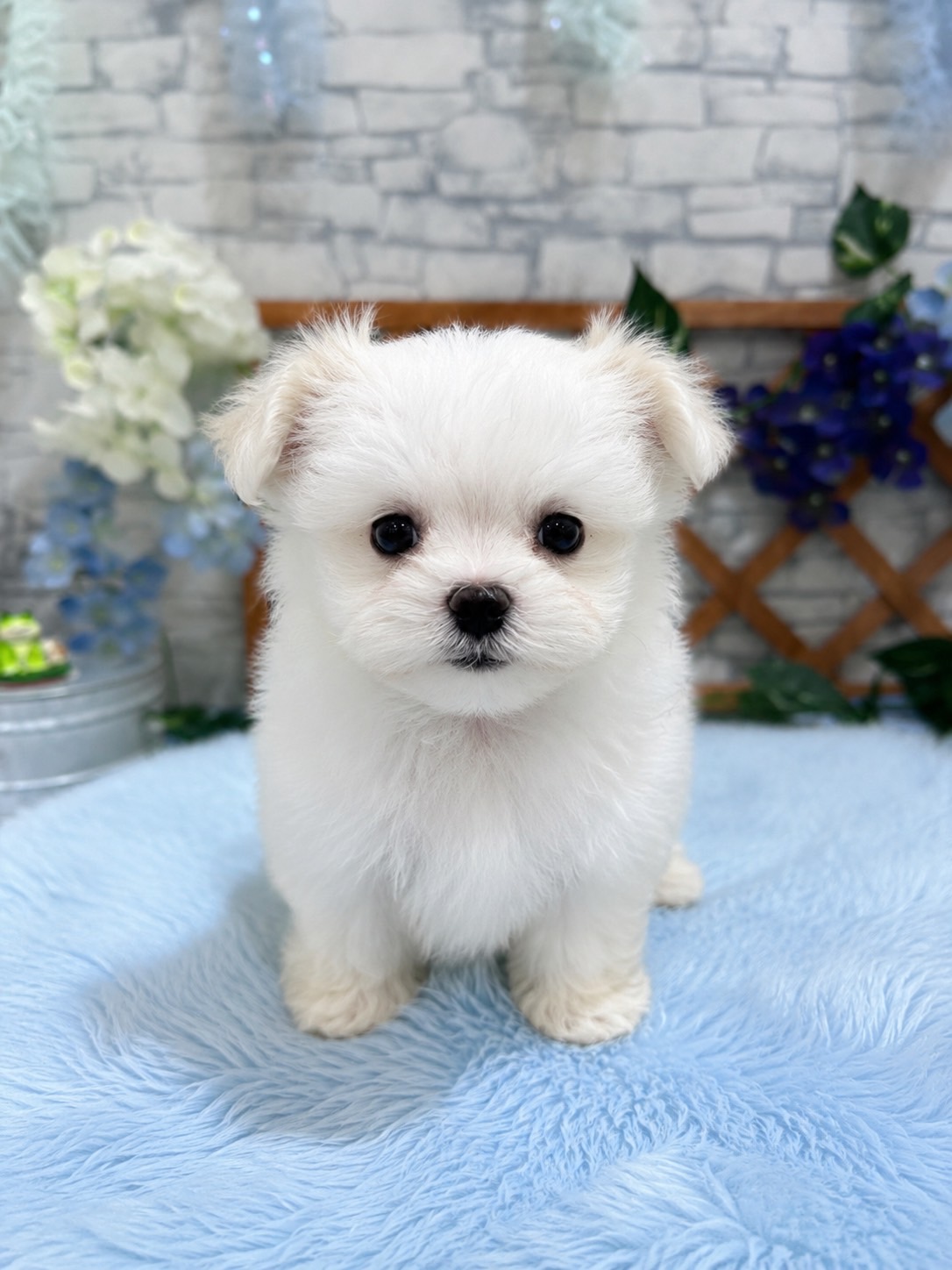 千葉県のマルチーズ (センチュリーペット新浦安店/2026年4月21日生まれ/男の子/ホワイト)の子猫の1枚目の画像