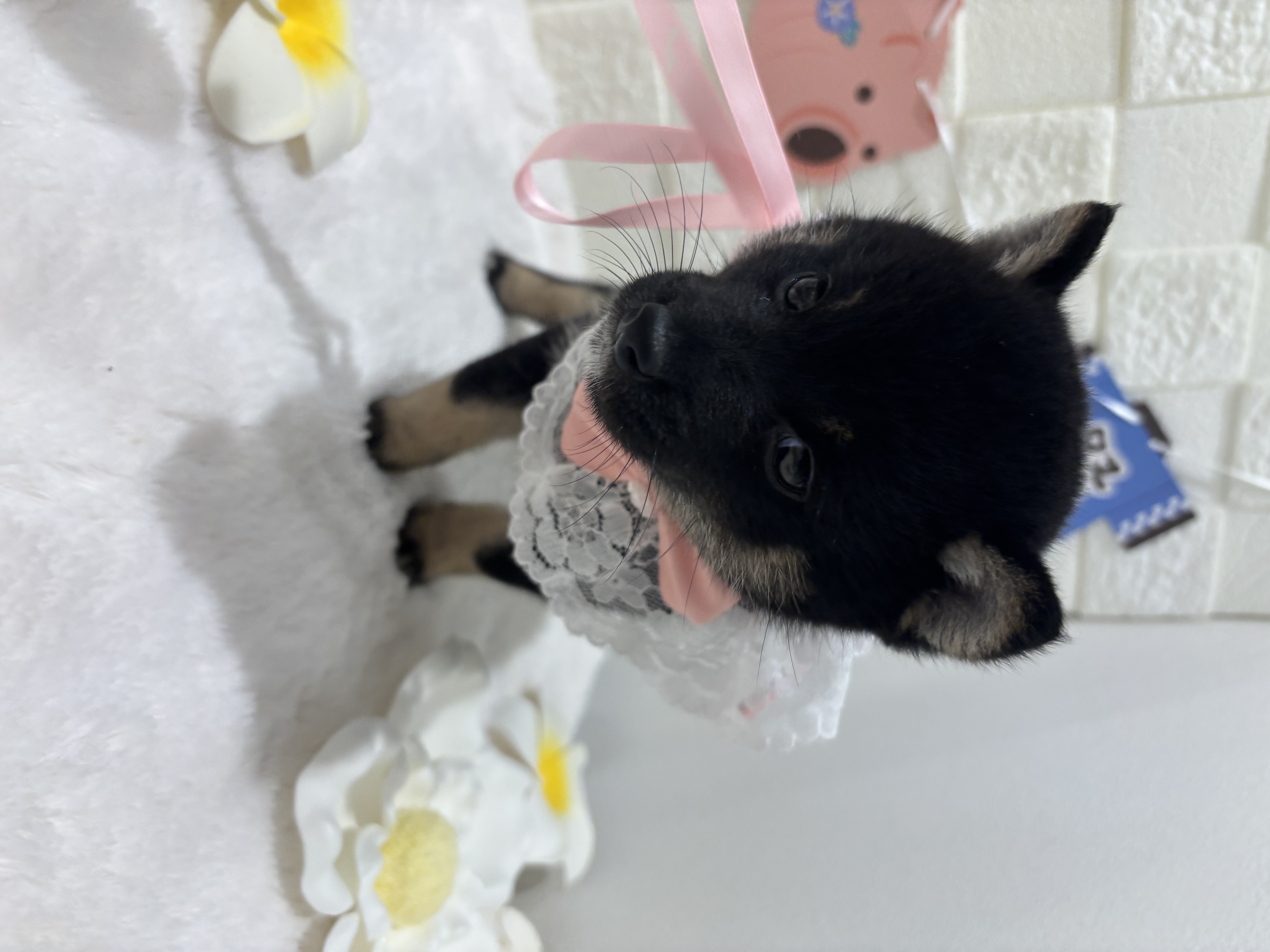 千葉県の豆柴 (センチュリーペット津田沼店/2026年5月2日生まれ/女の子/黒)の子犬の3枚目の画像