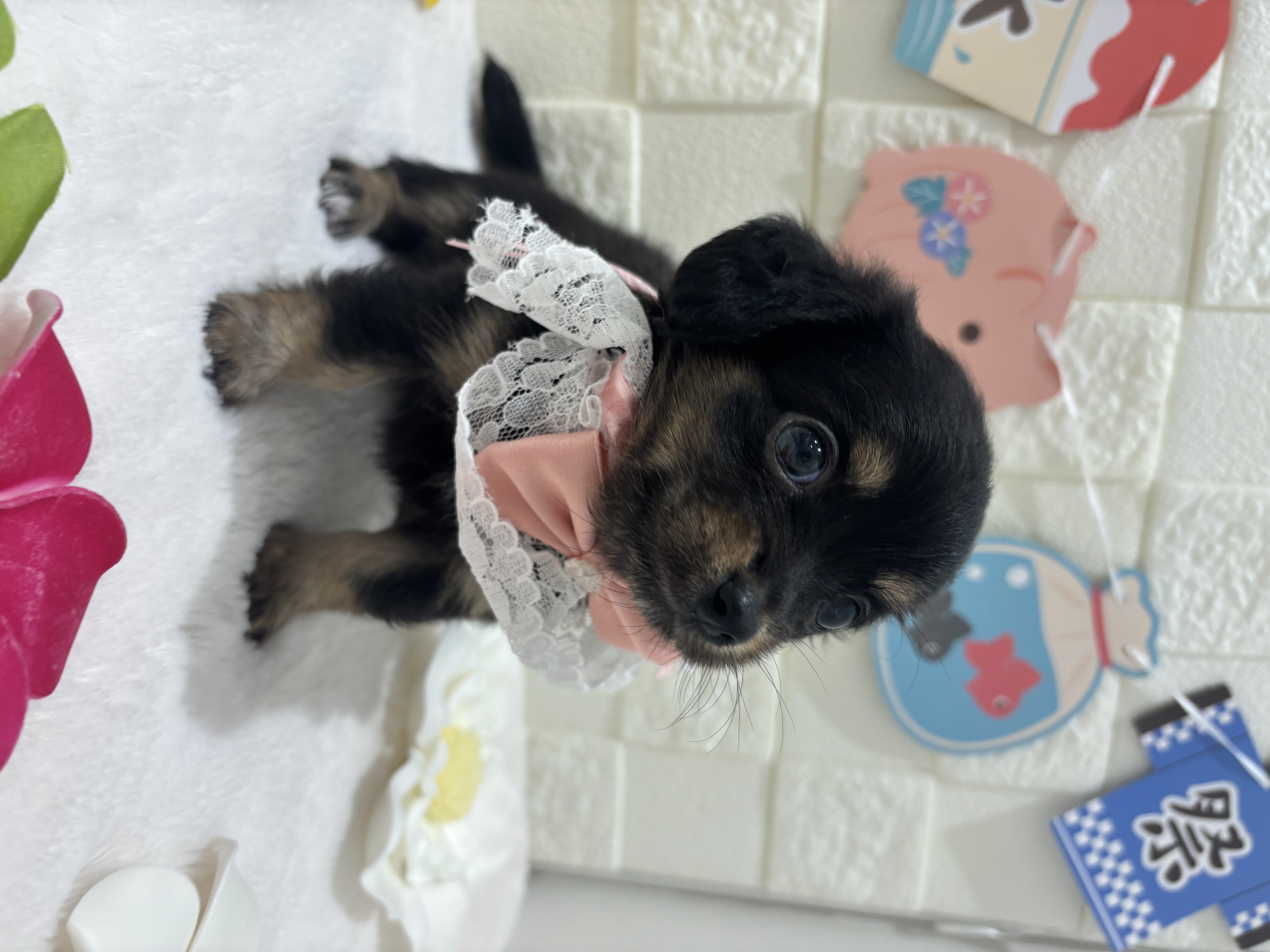 千葉県のチワックス(チワワ×ダックス) (センチュリーペット津田沼店/2026年5月2日生まれ/女の子/その他色)の子犬の2枚目の画像