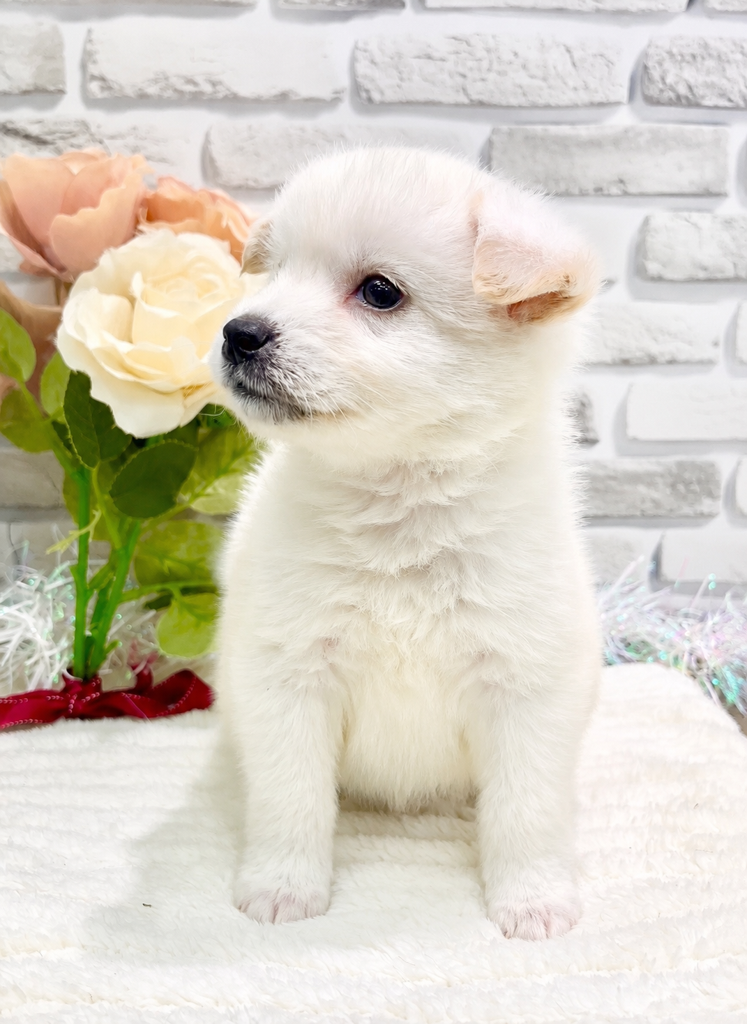 千葉県のポメ柴/豆ポメ/ポメ豆柴(ポメラニアン×柴犬) (センチュリーペット新浦安店/2026年5月3日生まれ/男の子/その他色)の子犬の2枚目の画像
