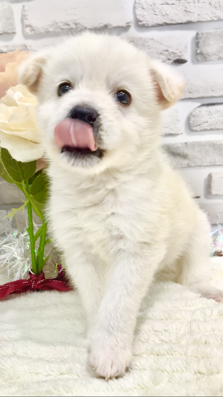 東京都のポメ柴/豆ポメ/ポメ豆柴(ポメラニアン×柴犬) (センチュリーペット瑞江店/2026年5月3日生まれ/男の子/その他色)の子犬の3枚目の画像