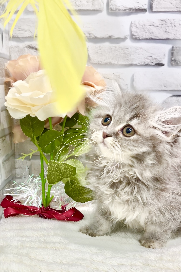 東京都のミヌエット (センチュリーペット瑞江店/2026年4月27日生まれ/女の子/ブルータビー)の子猫の3枚目の画像