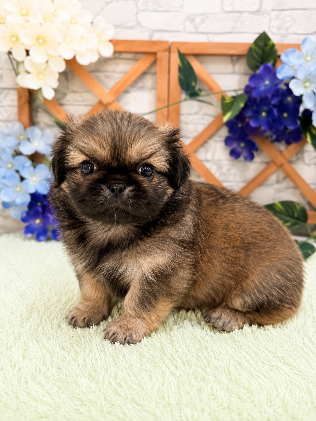 千葉県のペキニーズ (センチュリーペット新浦安店/2026年5月3日生まれ/男の子/フォーン)の子犬の2枚目の画像
