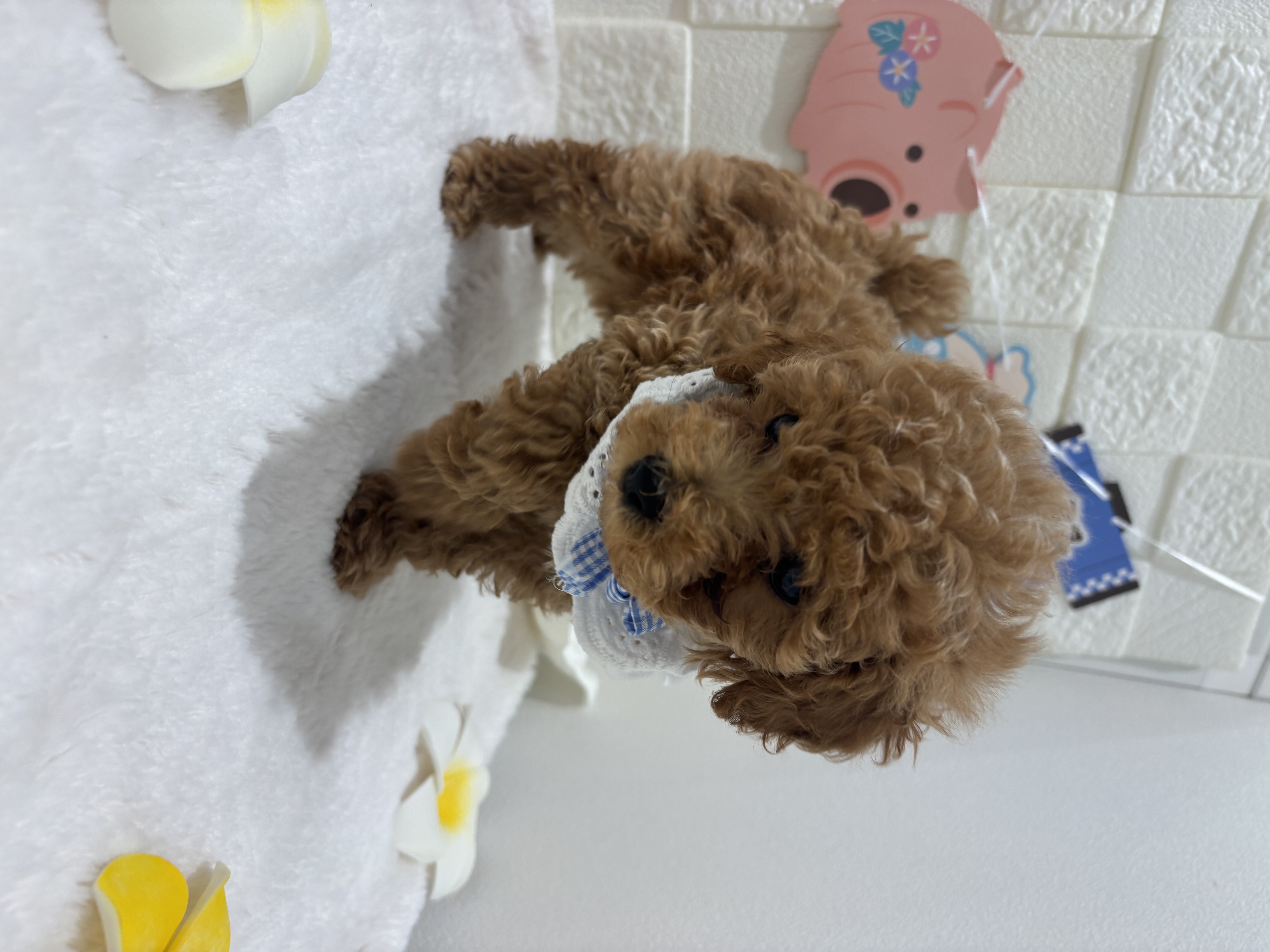 千葉県のトイプードル(トイ) (センチュリーペット津田沼店/2026年5月1日生まれ/男の子/アプリコット)の子犬の1枚目の画像