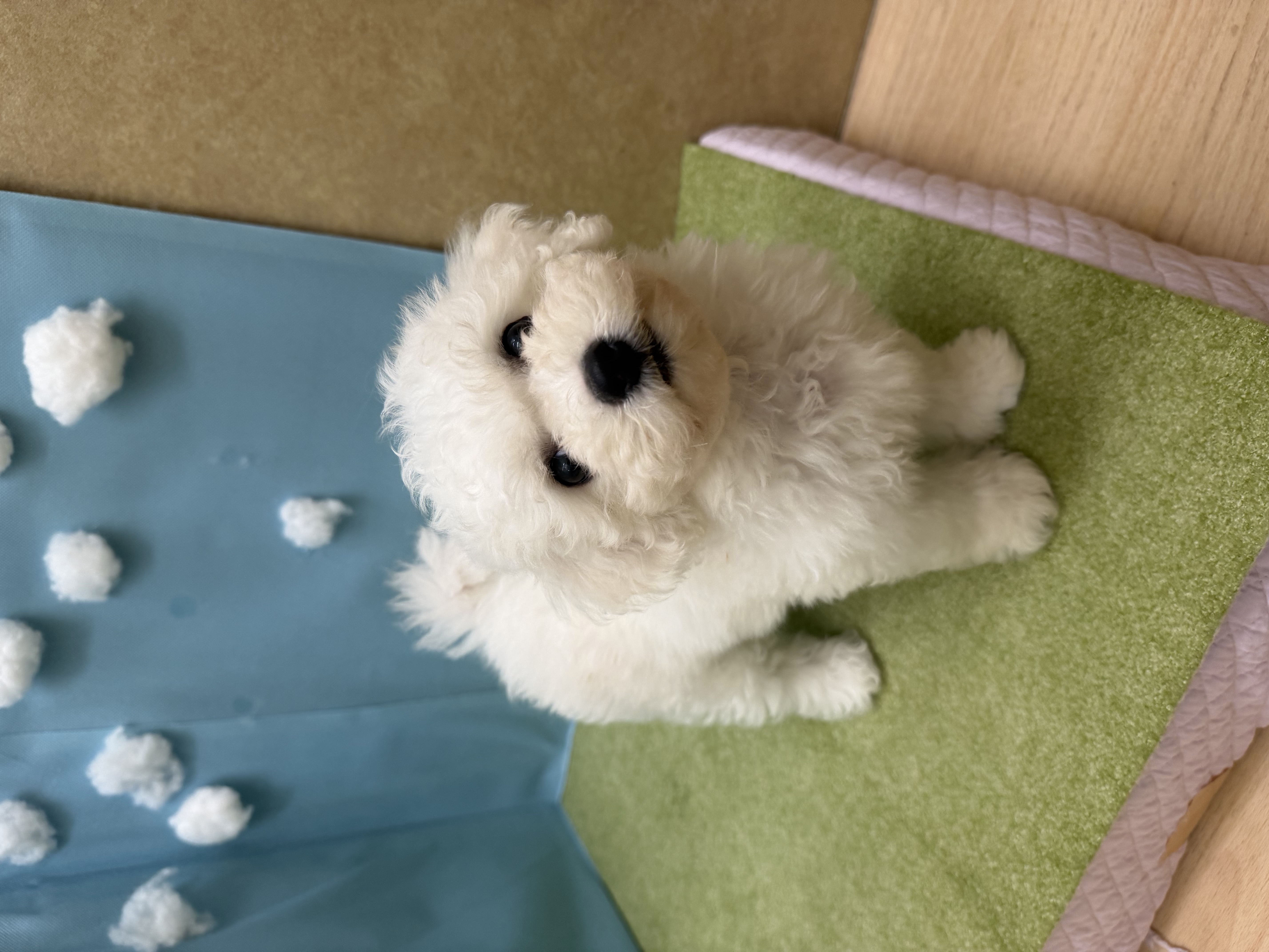 滋賀県のビションフリーゼ (センチュリーペットフォレオ大津一里山店/2026年5月7日生まれ/女の子/ホワイト)の子犬の1枚目の画像