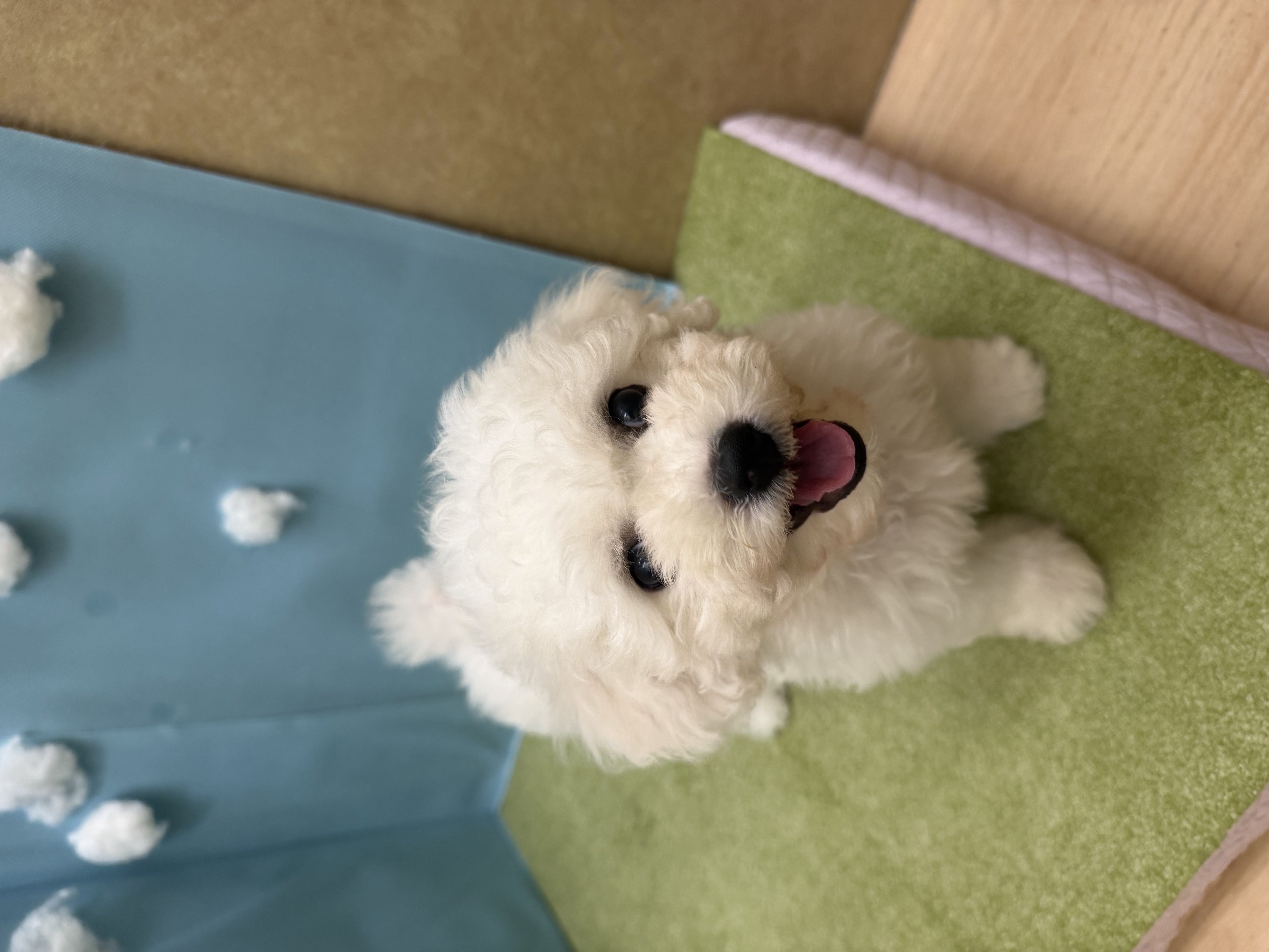 滋賀県のビションフリーゼ (センチュリーペットフォレオ大津一里山店/2026年5月7日生まれ/女の子/ホワイト)の子犬の3枚目の画像