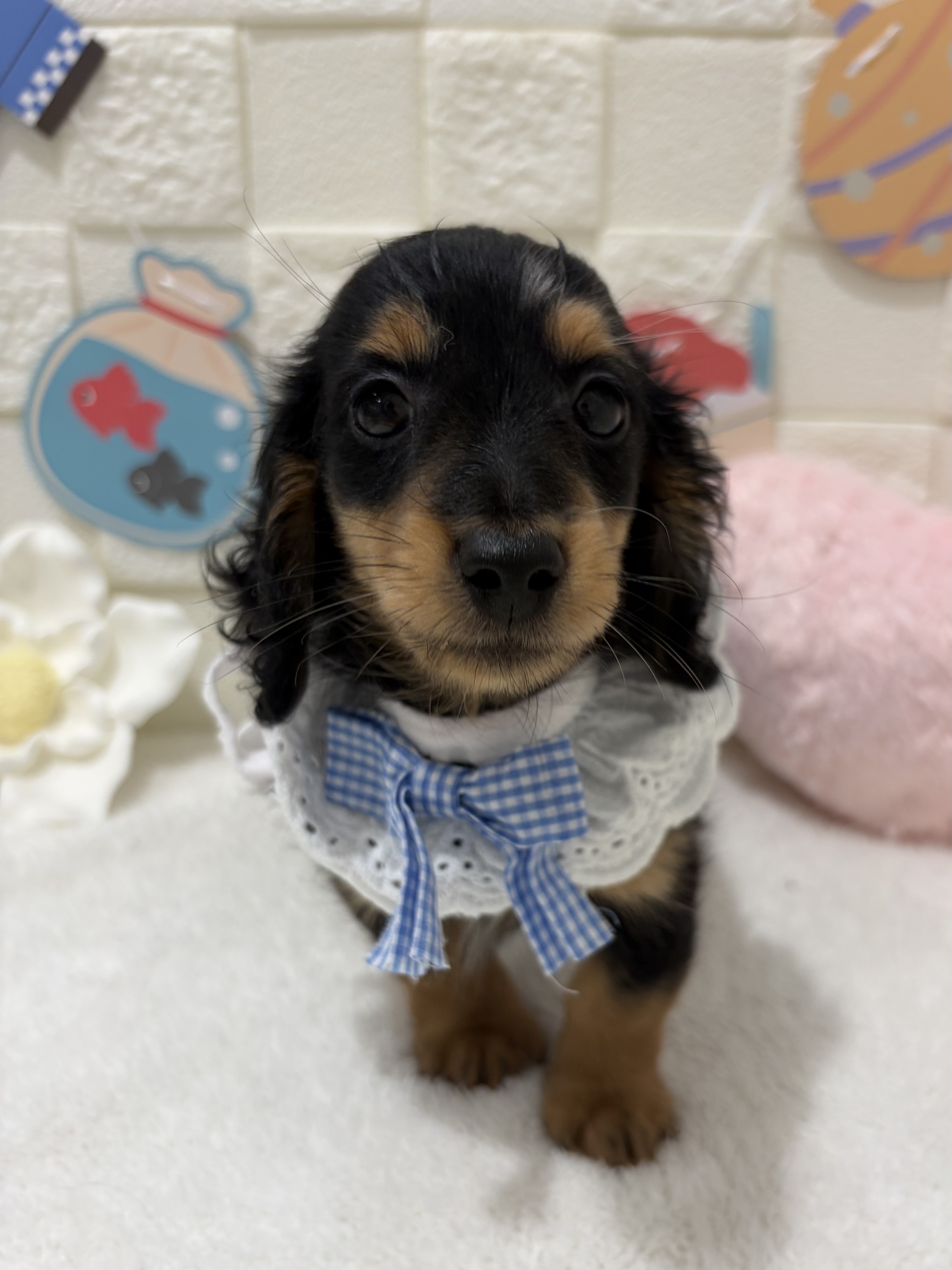 千葉県のカニンヘンダックスフンド(ロング) (センチュリーペット津田沼店/2026年5月3日生まれ/男の子/シルバーダップル)の子犬の1枚目の画像