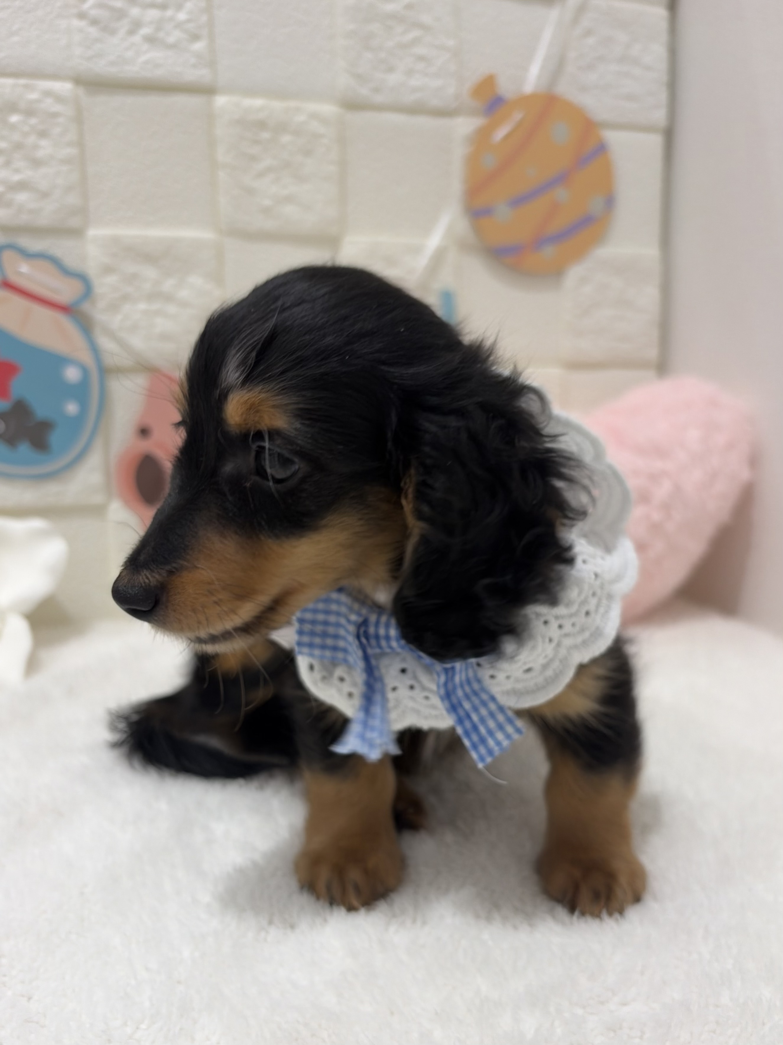 千葉県のカニンヘンダックスフンド(ロング) (センチュリーペット津田沼店/2026年5月3日生まれ/男の子/シルバーダップル)の子犬の2枚目の画像