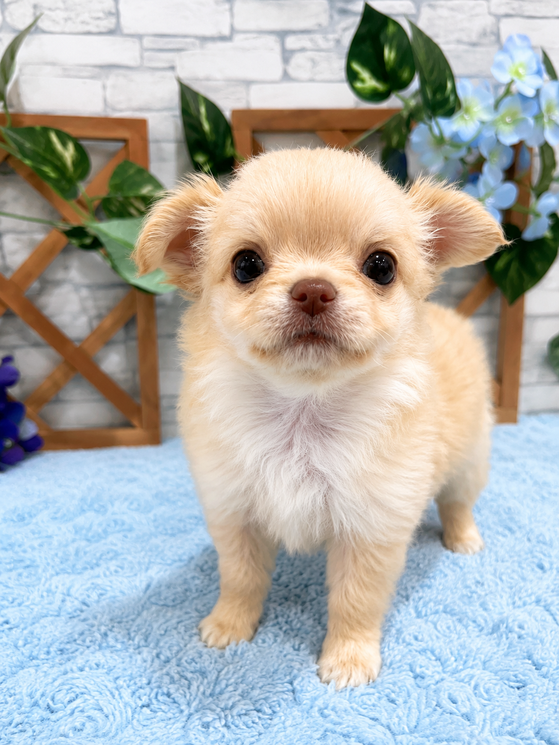千葉県のチワワ(ロング) (センチュリーペット新浦安店/2026年5月5日生まれ/男の子/クリーム)の子犬の1枚目の画像