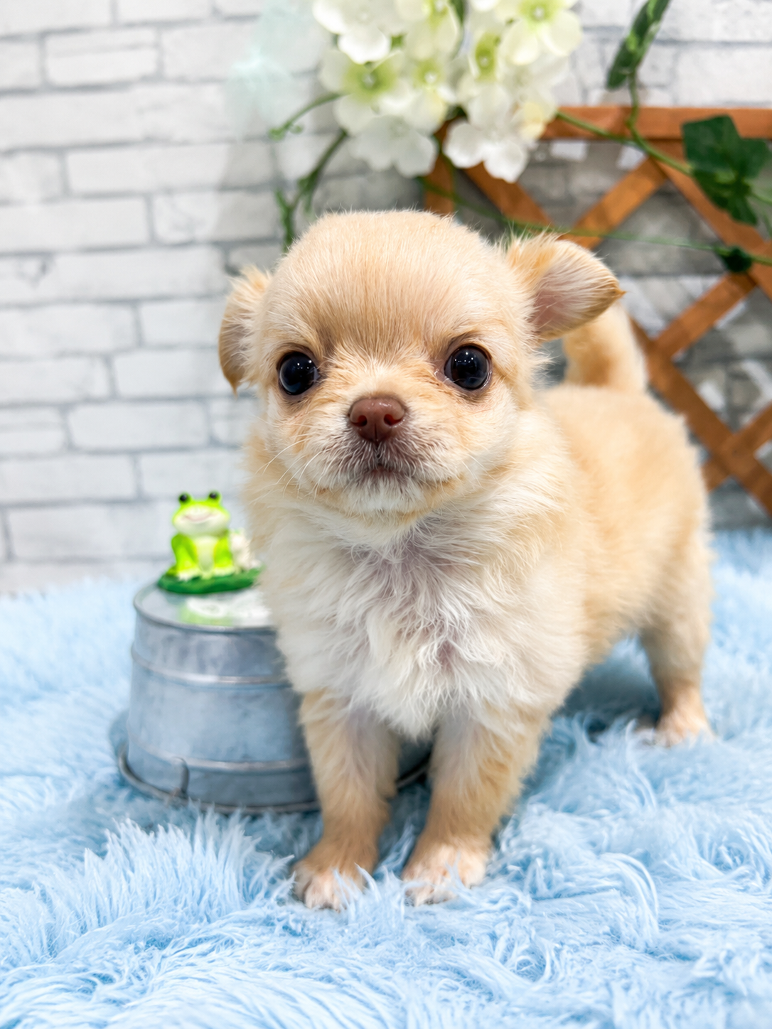 千葉県のチワワ(ロング) (センチュリーペット新浦安店/2026年5月5日生まれ/男の子/クリーム)の子犬の2枚目の画像