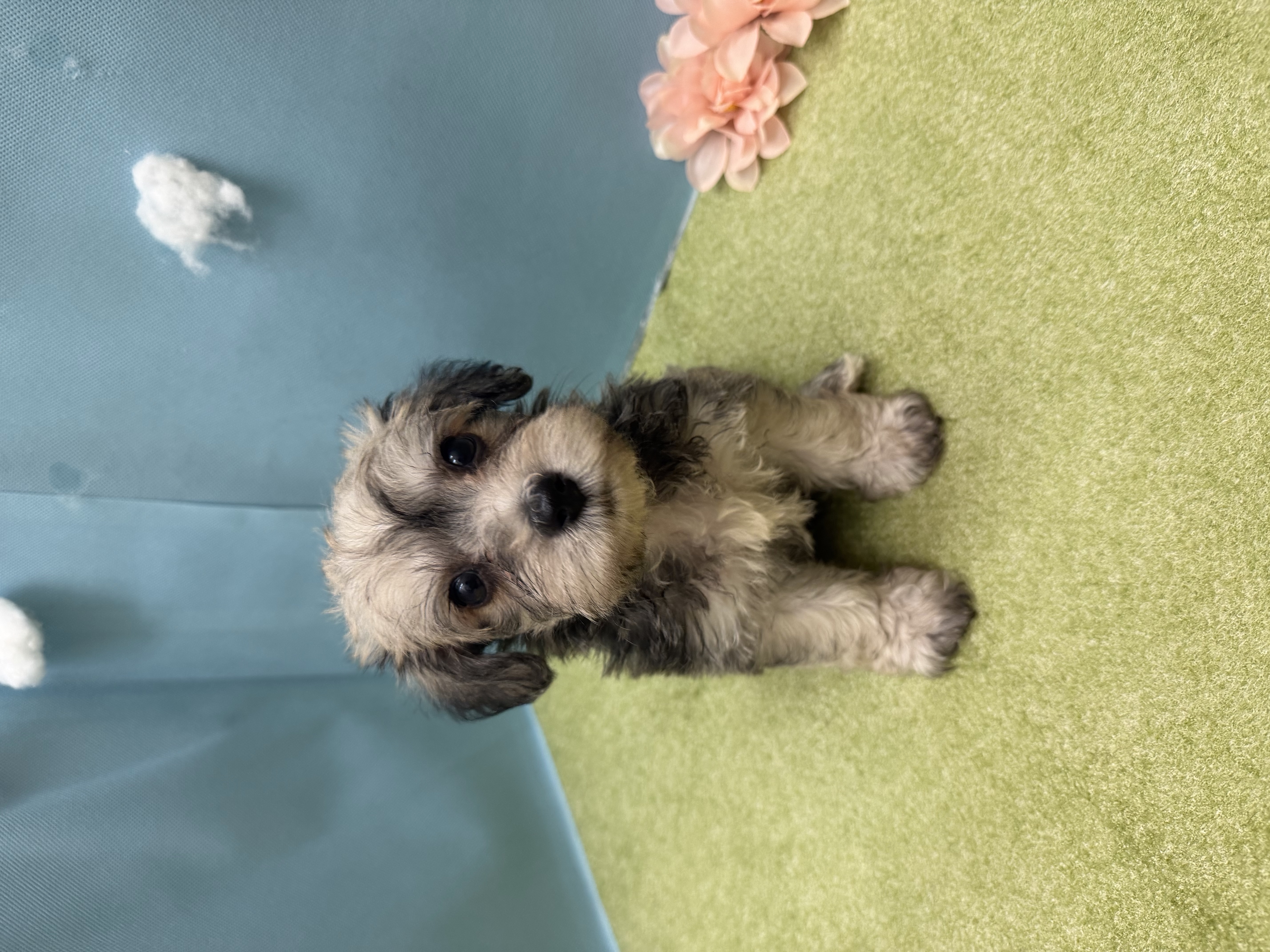 滋賀県のハーフ犬・ミックス犬 (センチュリーペットフォレオ大津一里山店/2026年5月9日生まれ/男の子/その他色)の子犬の1枚目の画像