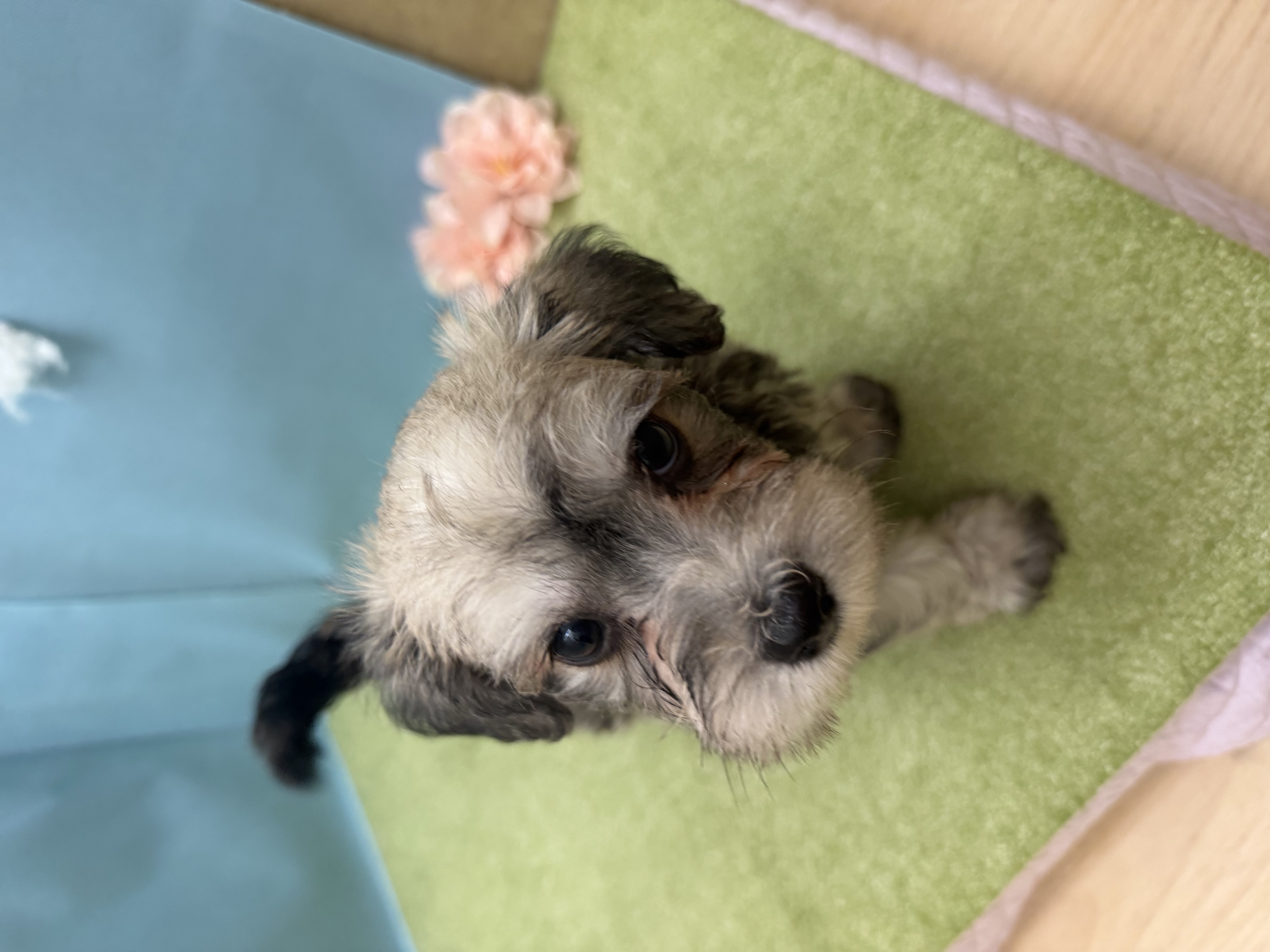 滋賀県のハーフ犬・ミックス犬 (センチュリーペットフォレオ大津一里山店/2026年5月9日生まれ/男の子/その他色)の子犬の2枚目の画像