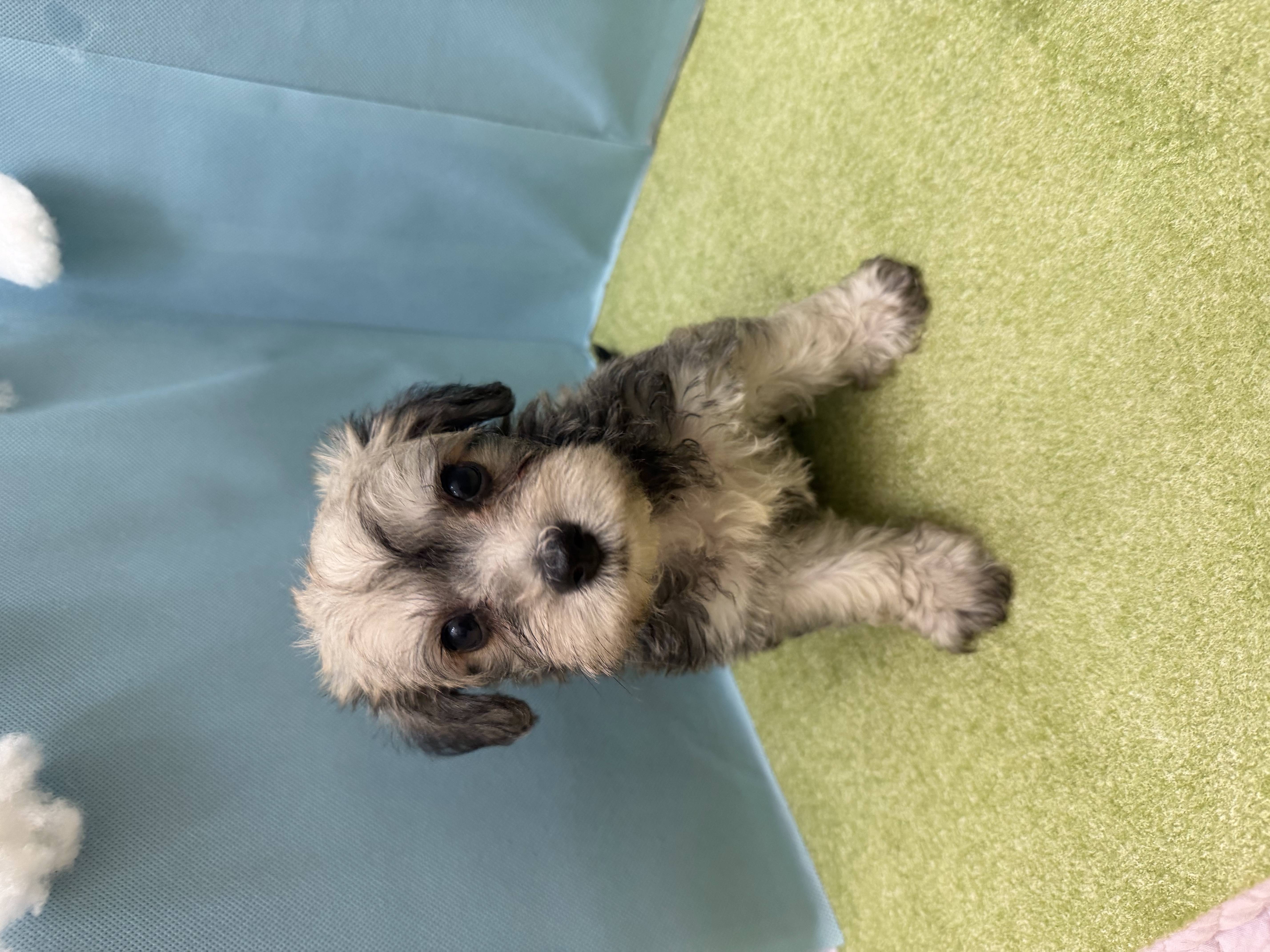滋賀県のハーフ犬・ミックス犬 (センチュリーペットフォレオ大津一里山店/2026年5月9日生まれ/男の子/その他色)の子犬の3枚目の画像