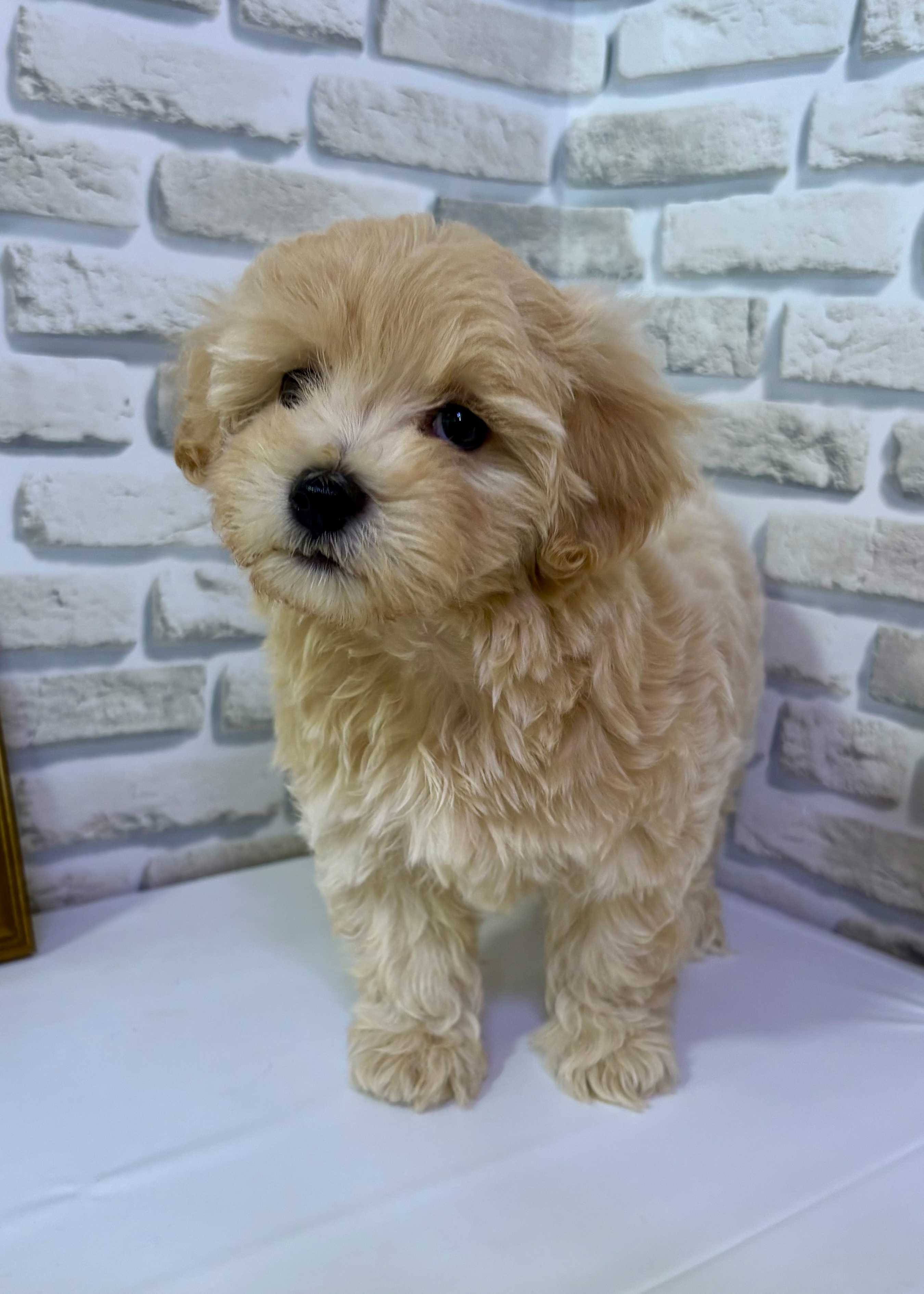 東京都のハーフ犬・ミックス犬 (センチュリーペットイオン葛西店/2026年5月12日生まれ/男の子/その他色)の子犬の2枚目の画像