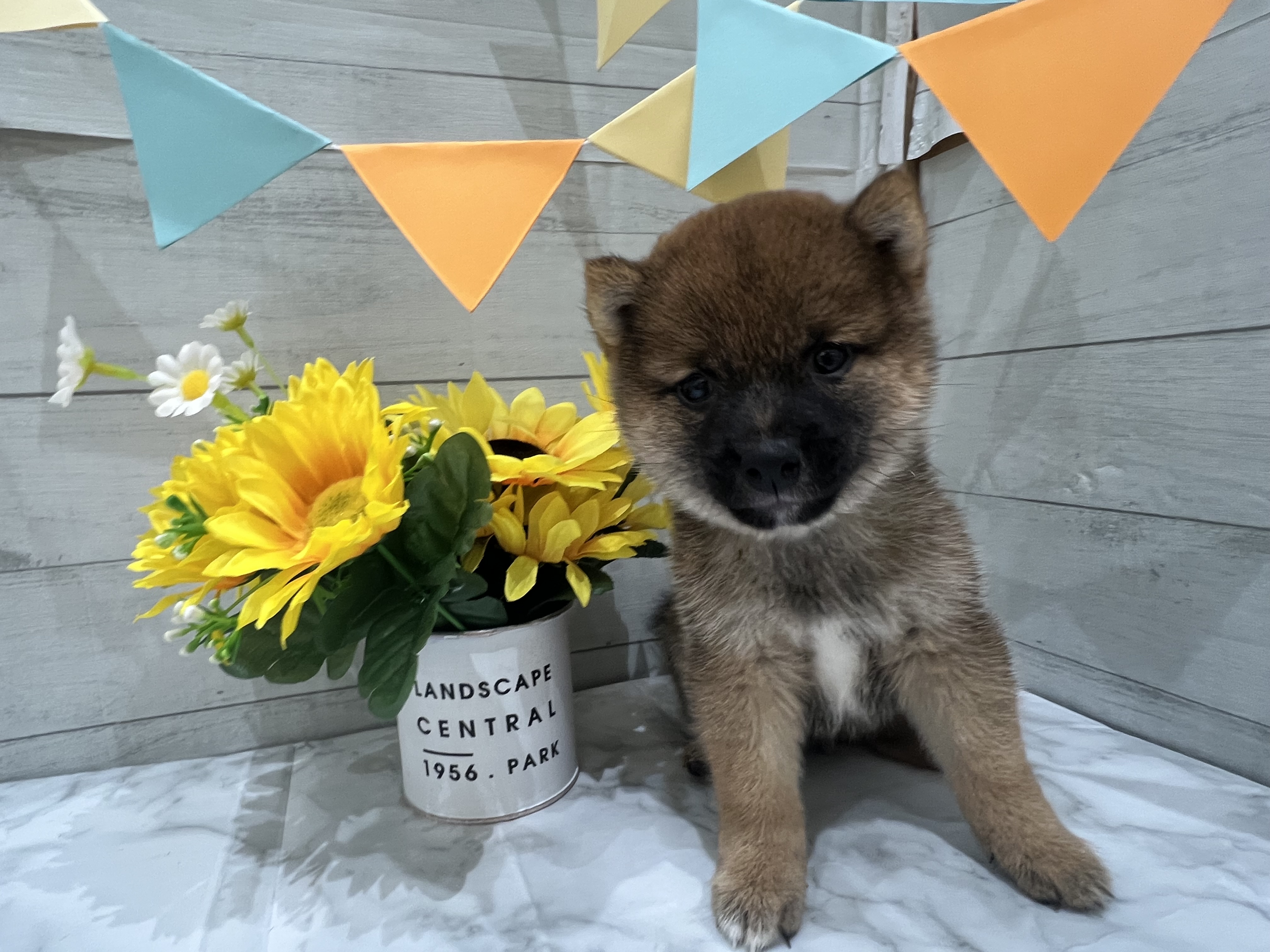 埼玉県の豆柴 (センチュリーペット武蔵狭山店/2026年5月15日生まれ/女の子/赤)の子犬の2枚目の画像