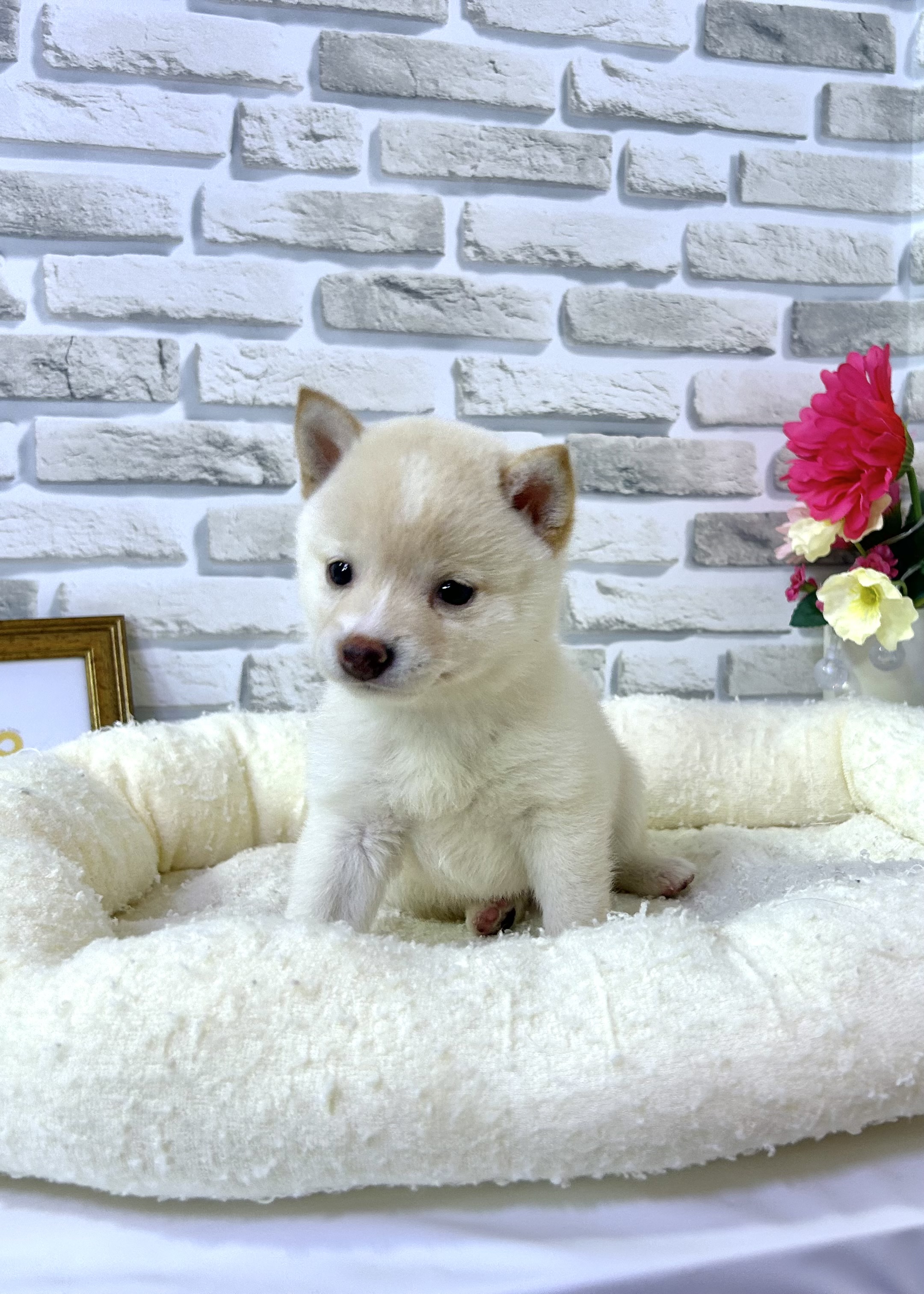 東京都の豆柴 (センチュリーペットイオン葛西店/2026年5月15日生まれ/女の子/白)の子犬の2枚目の画像