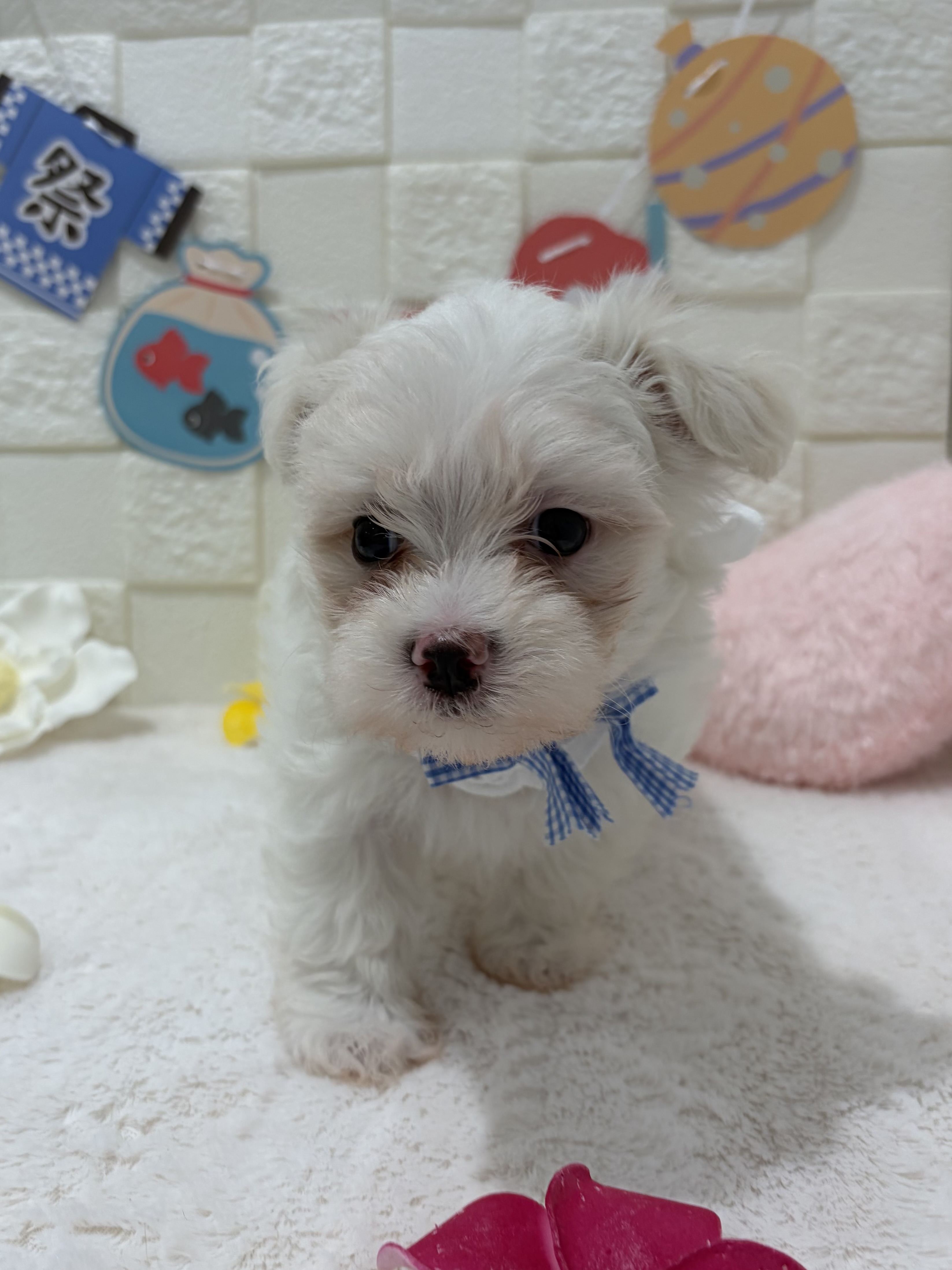 千葉県のマルチーズ (センチュリーペット津田沼店/2026年5月16日生まれ/男の子/ホワイト)の子犬の3枚目の画像