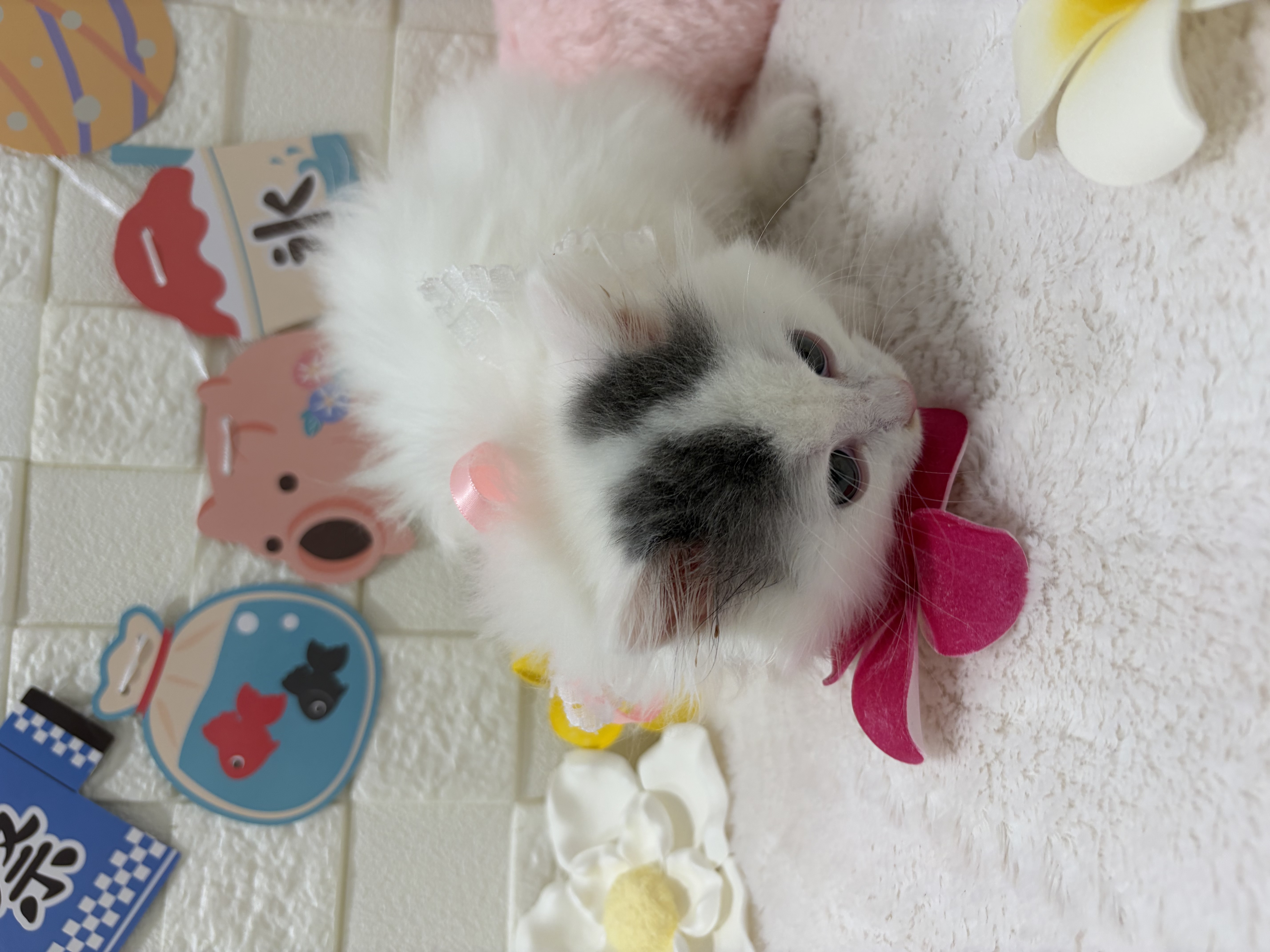 千葉県のスコティッシュフォールド (センチュリーペット津田沼店/2026年5月15日生まれ/女の子/ブルーホワイト)の子猫の3枚目の画像