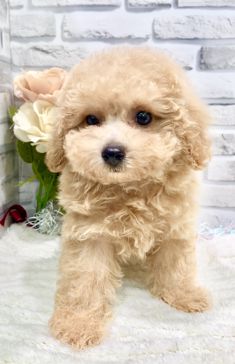東京都のビションプー(ビションフリーゼ×プードル) (センチュリーペット瑞江店/2026年5月17日生まれ/女の子/その他色)の子犬の1枚目の画像