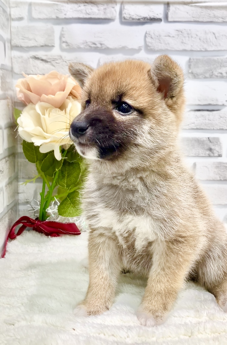 東京都の豆柴 (センチュリーペット瑞江店/2026年5月16日生まれ/男の子/赤)の子犬の2枚目の画像