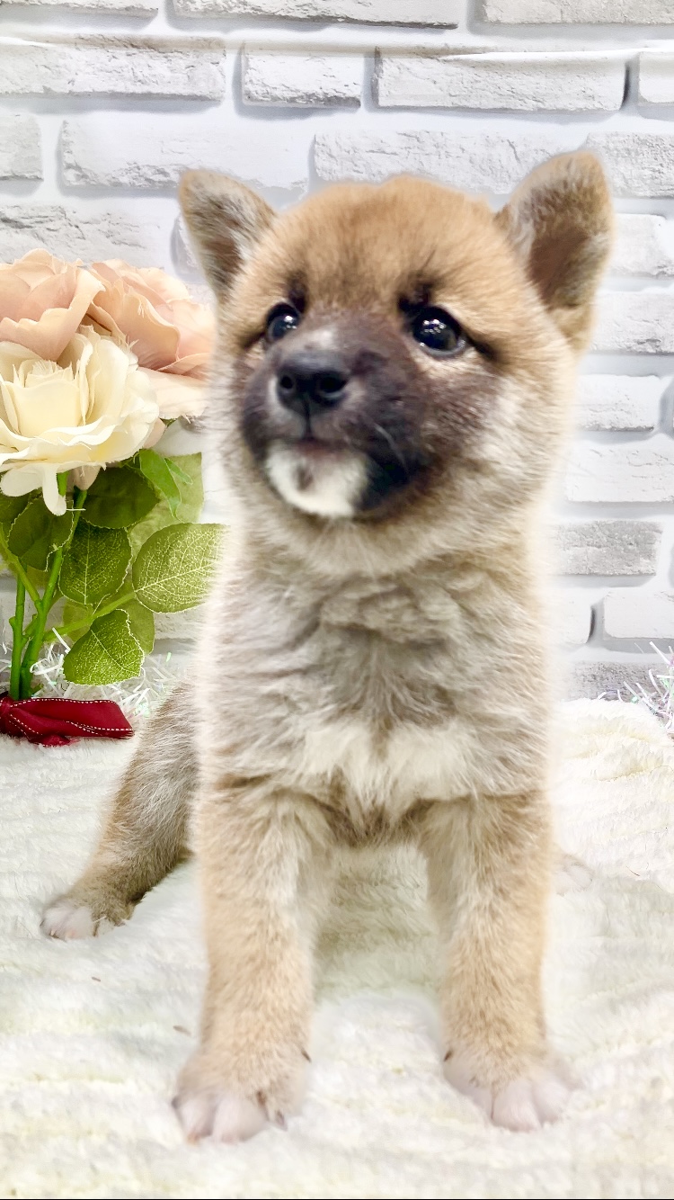 東京都の豆柴 (センチュリーペット瑞江店/2026年5月16日生まれ/男の子/赤)の子犬の4枚目の画像